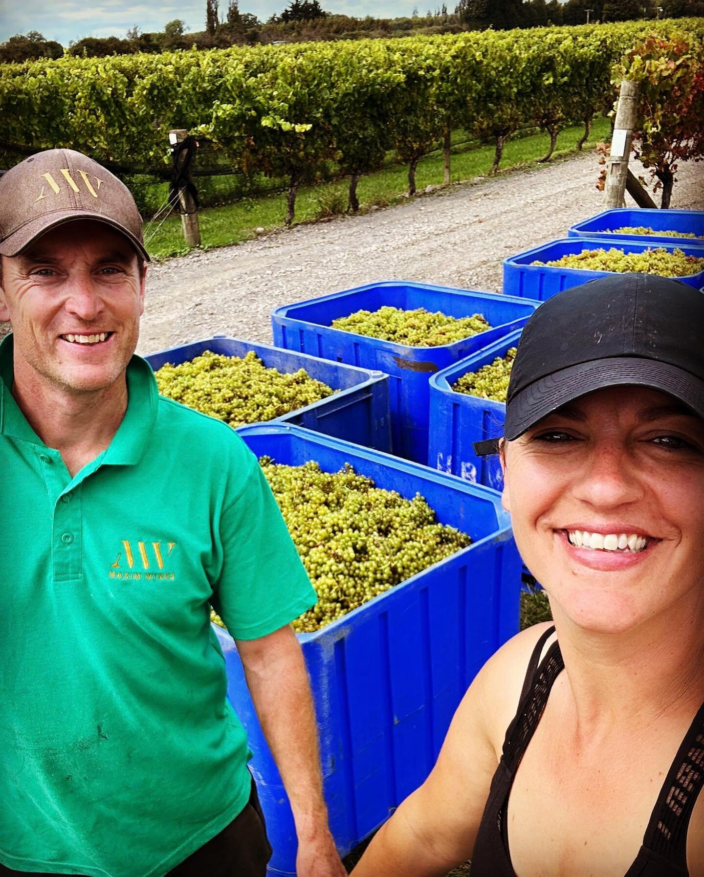 Our vines have been soaking up all this beautiful autumn sunshine. 
It was a great time to pick our Chardonnay block&hellip; and our one row of Viognier too 😉 stay tuned for more on this little batch ❤️

Nothing Ventured Chardonnay 2023

 #maximwine