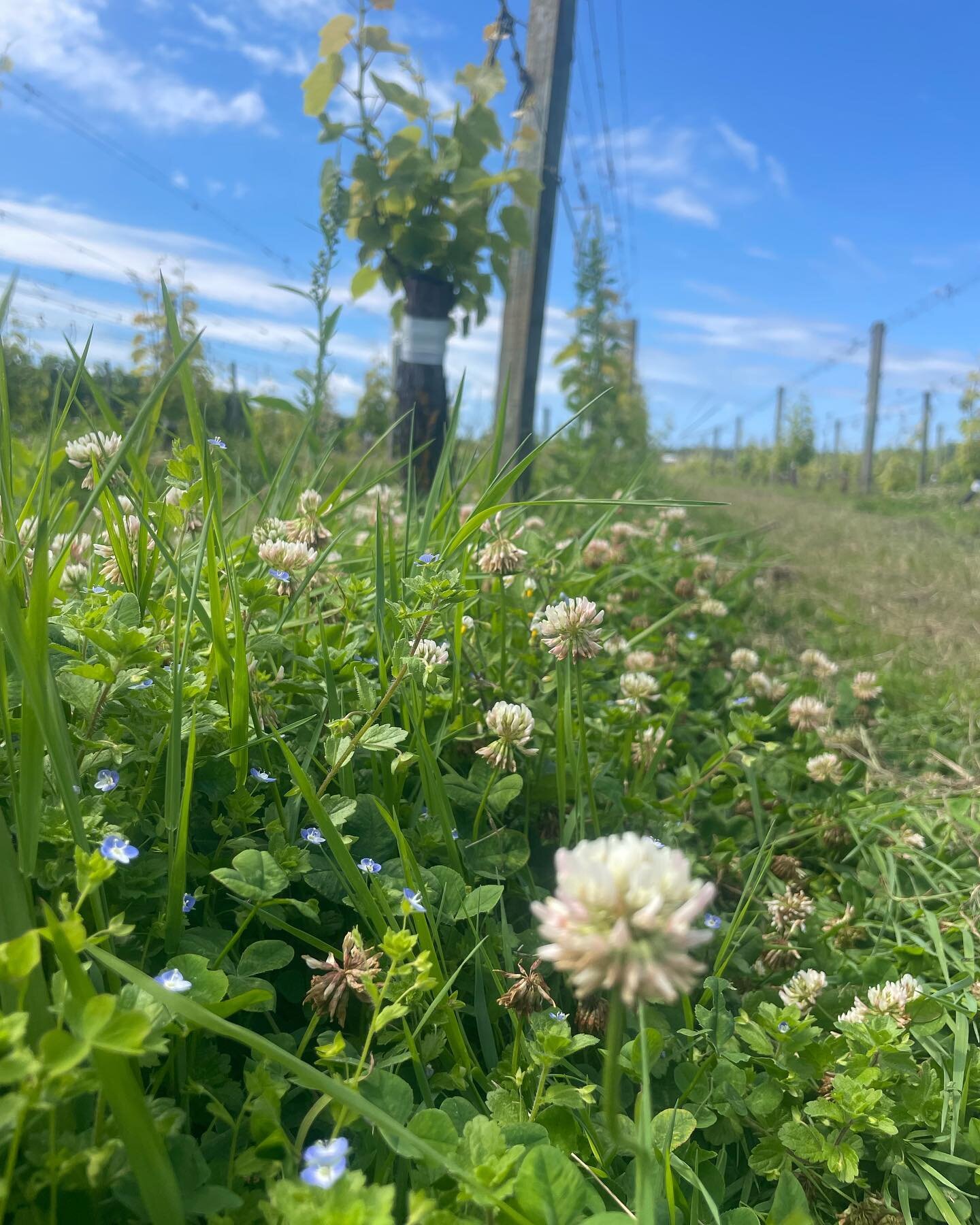 It&rsquo;s been a great season for white clover on the vineyard. 

Lots of beautiful white flowers attracting bees 🐝🐝

There&rsquo;s so many benefits of white clover under the vines. They provide an incredible amount of biomass that smothers weeds.