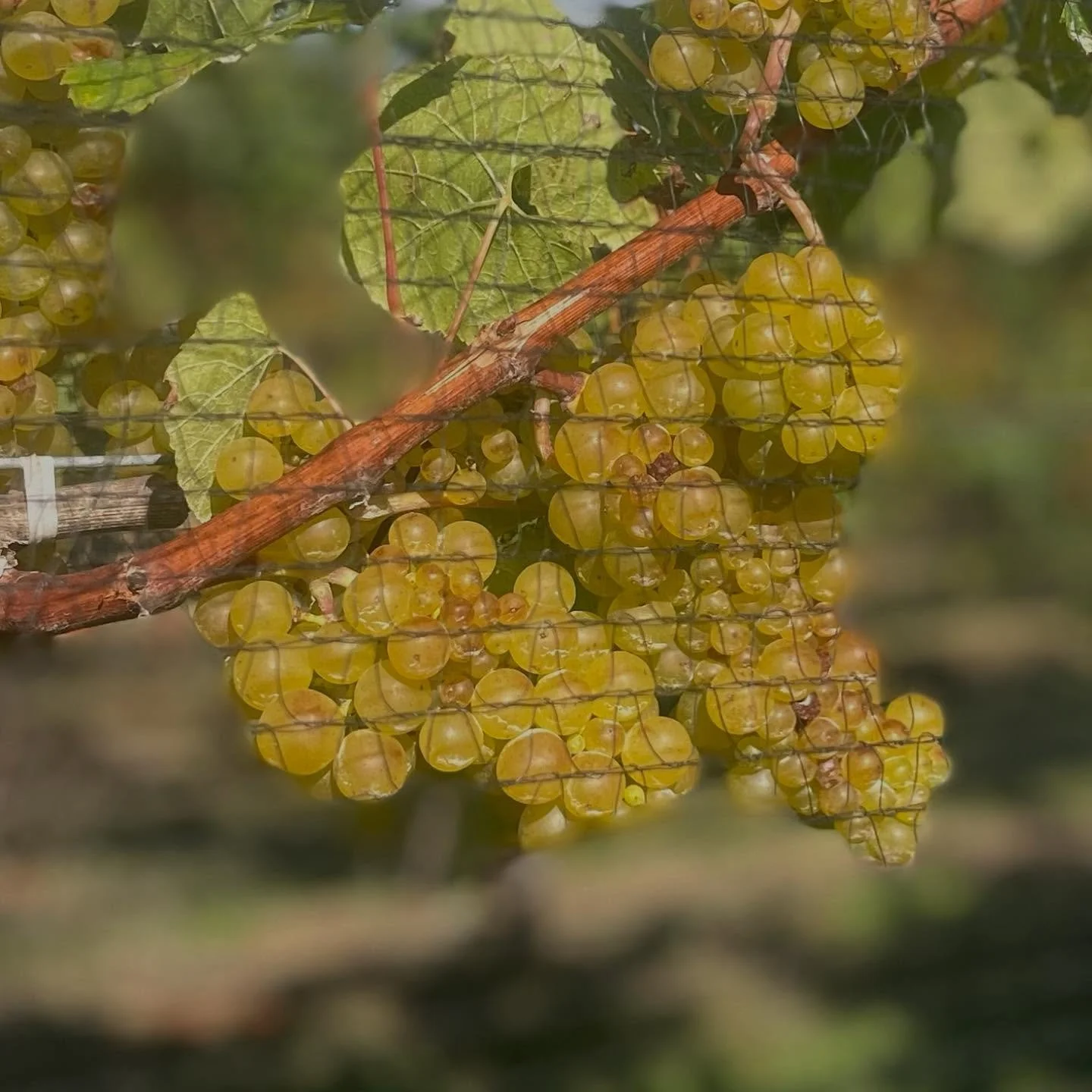 Maxim Chardonnay 2025 is looking so good! 

These grapes are full of promise and soaking up the beautiful Hawke&rsquo;s Bay sunshine before harvest begins. 

#harvest2025
#chardonnay 
#hawkesbaywine 
#maximwines