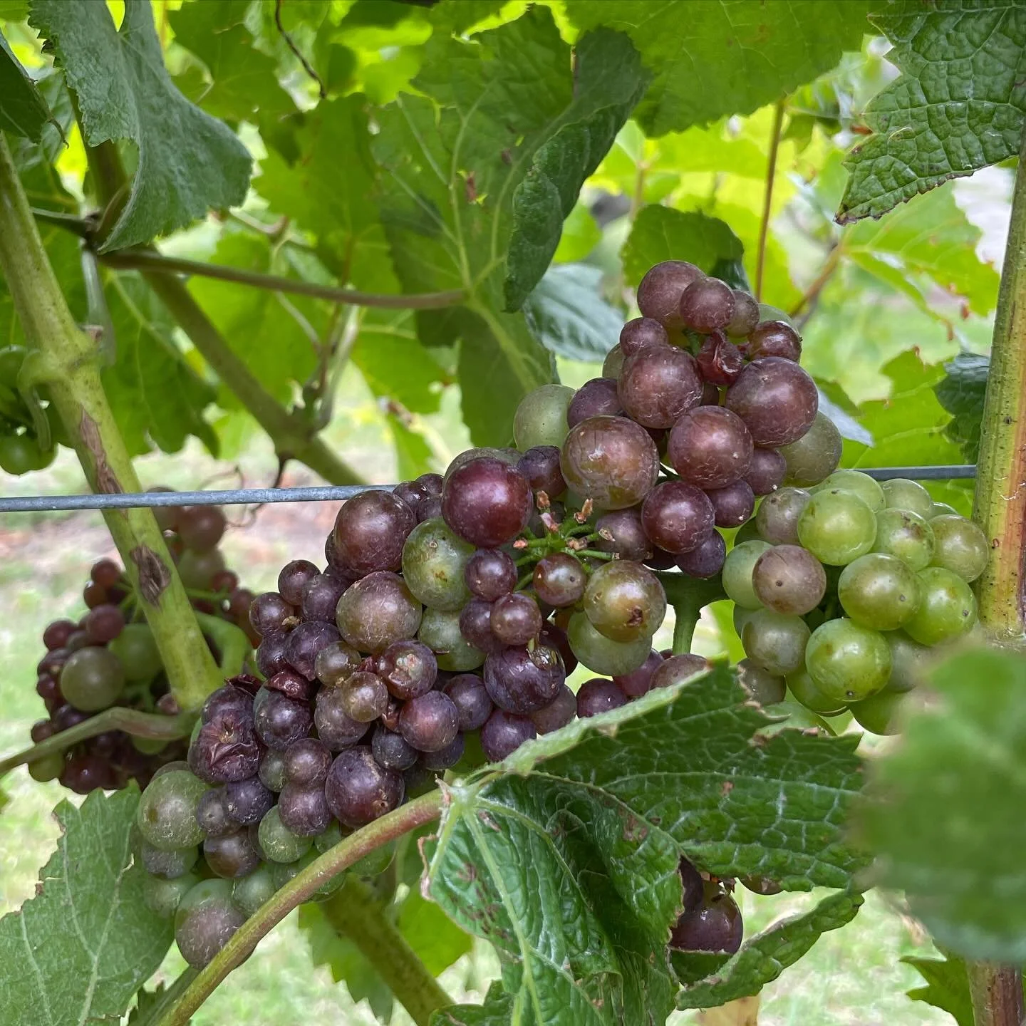 Veraison! 

Our Pinot Noir is changing colour and accumulating sugar and beautiful flavours.❤️

 It won&rsquo;t be long until we harvest our Bubbles! 

Heartlight Sparkling Ros&eacute; 🥂

Heartlight Ros&eacute; 

#maximvineyard #maximwines #ros&eacu
