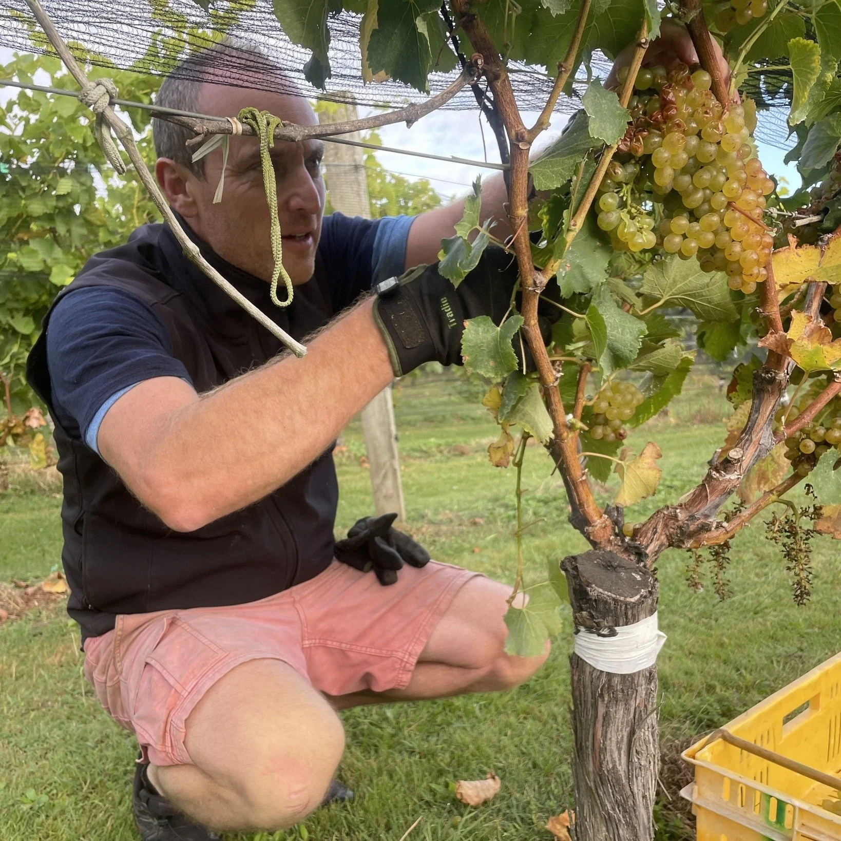 Chenin Blanc 💛

I made my first Chenin Blanc back in 2016 &mdash; and I&rsquo;ve loved working with this grape ever since. It&rsquo;s one of those varieties that lures you in&hellip; expressive, vibrant, and beautifully aromatic.

This 2023 Chenin B