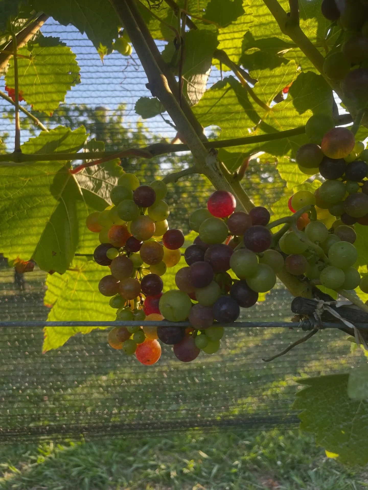V&eacute;raison has begun in our Pinot Noir 🍇

The shift from green to garnet is subtle, then all at once. Now it&rsquo;s about protecting the crop &mdash; netting day to keep the fruit safe as ripening really kicks in.

#Veraison #PinotNoir #Hawkes