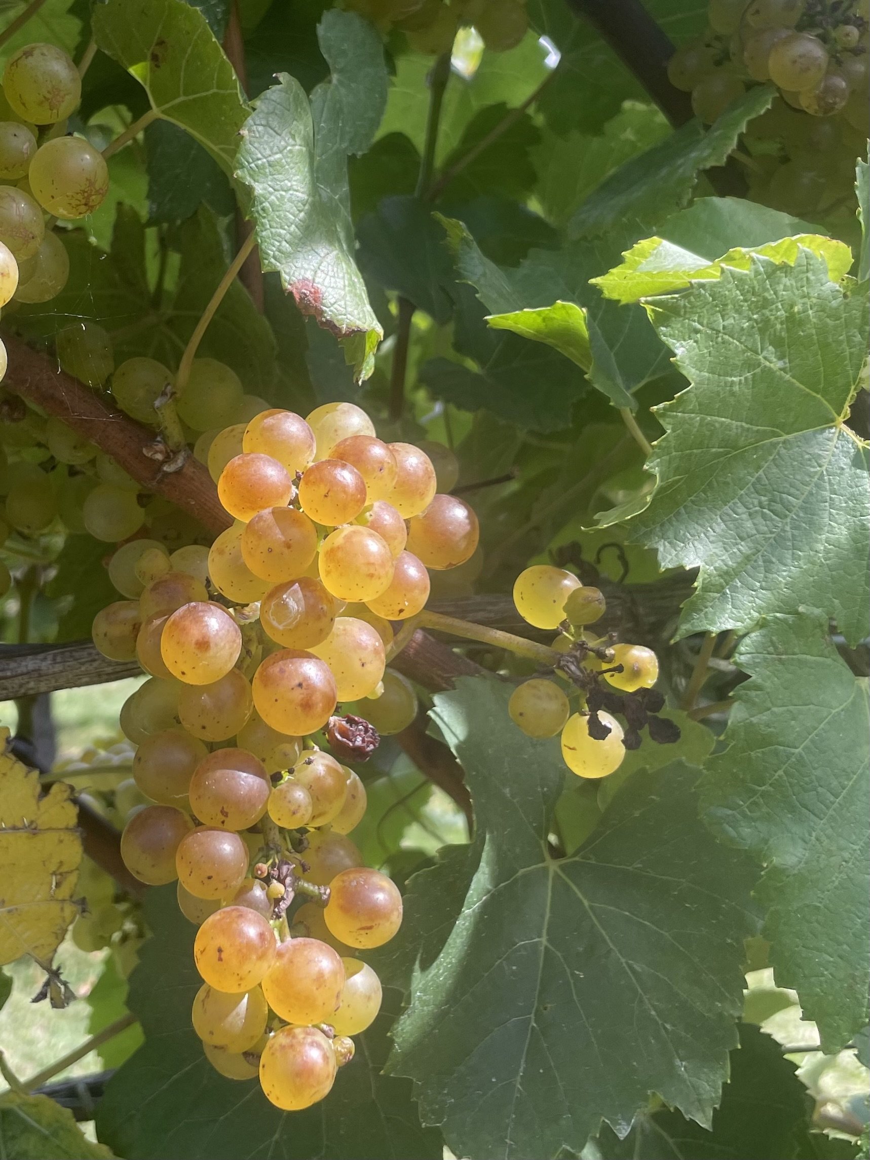 Chardonnay grapes.jpg