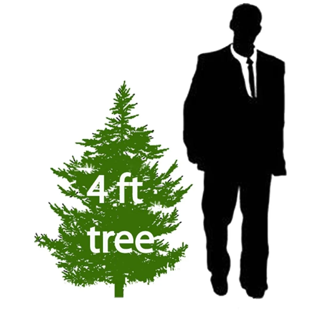 tree 4.jpg