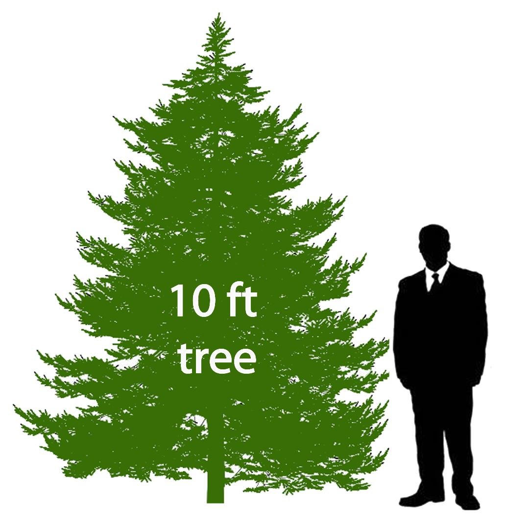10’ Christmas Tree
