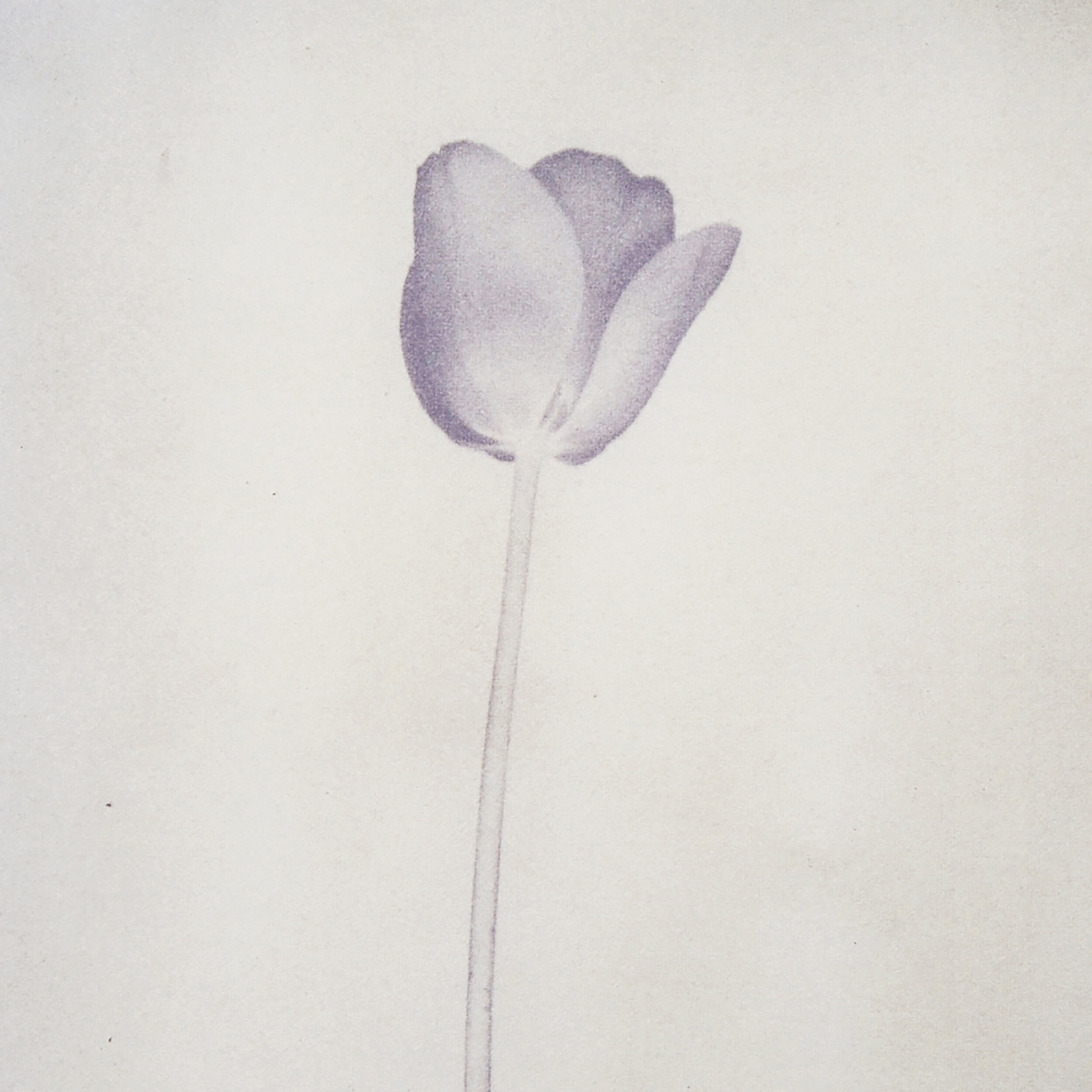 Poppy Anthotype