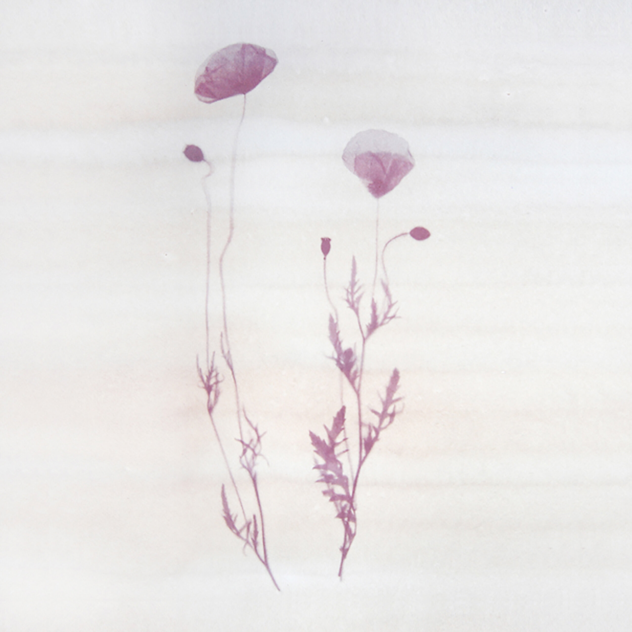 Poppy Anthotype