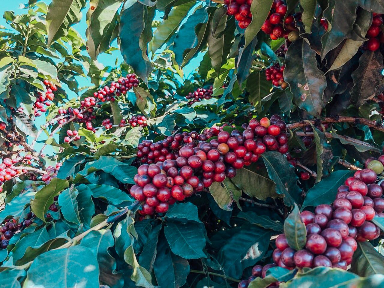 4aea2119-76b5-44b1-b46c-955dfefb556f 2.JPG