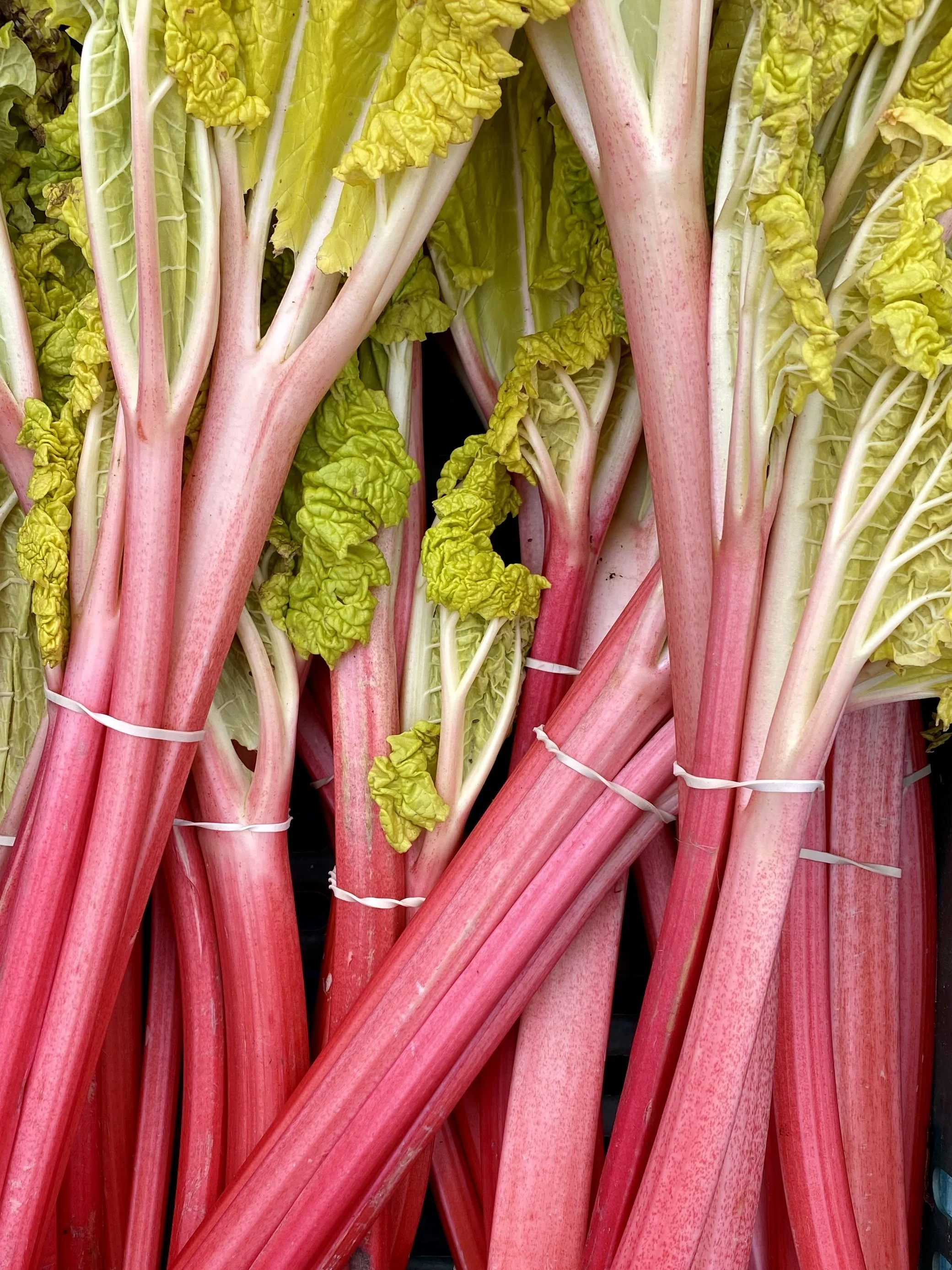 Close-up of stalks of rhubarb with pink and green leaves