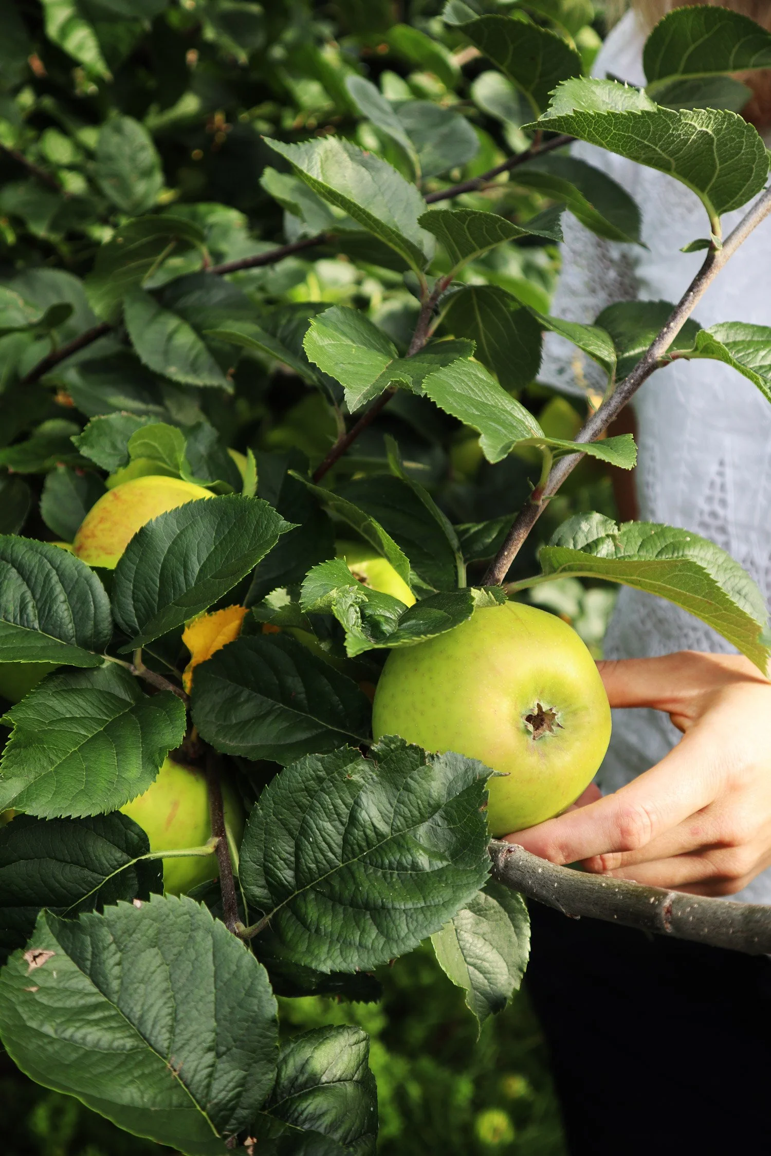 Orchard_IMG_5120-EDIT_low-res.jpg