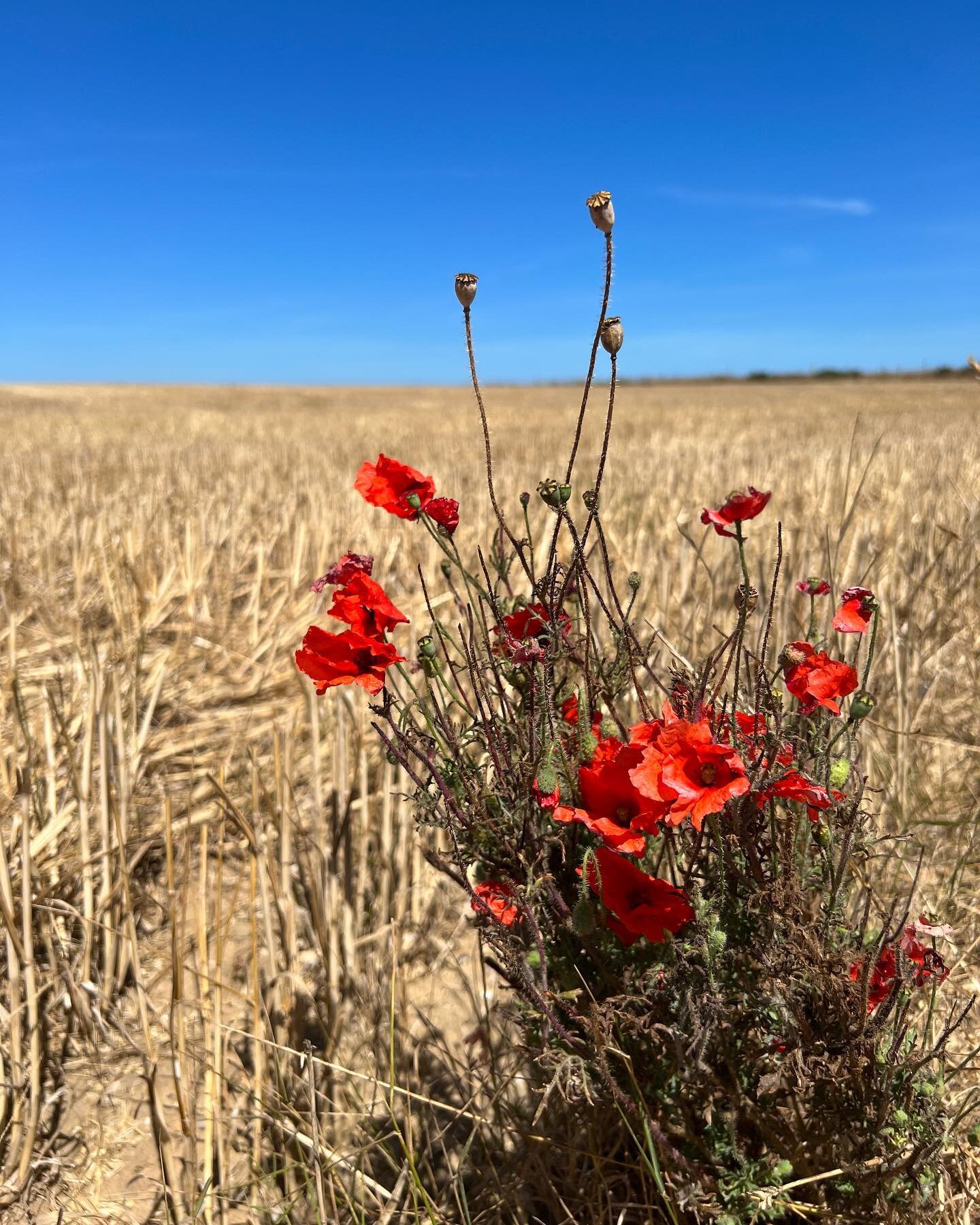 Well. Yesterday was just stunning. Late summer at &Eacute;tretat: hiking paths through chest-high bracken, poppies in harvested fields, Queen Anne&rsquo;s lace everywhere, the starriest of autumn clematis, wild blackberries (not pictured), and the mo