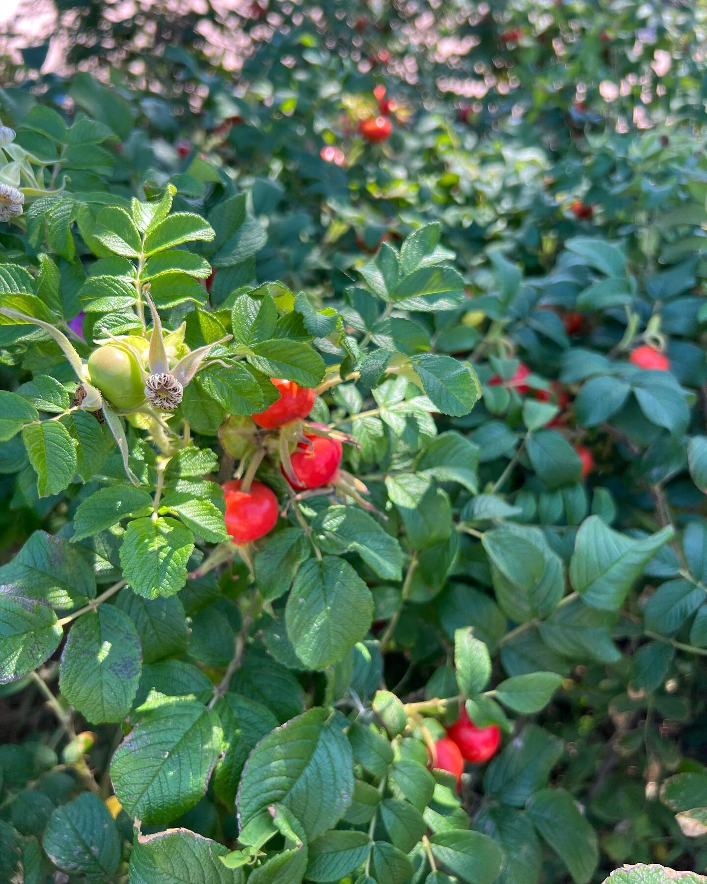 Couple last beauties from our Normandy beachfront campsite last night week: the largest rose hips I&rsquo;ve ever seen. Pretty everygreens in flower.