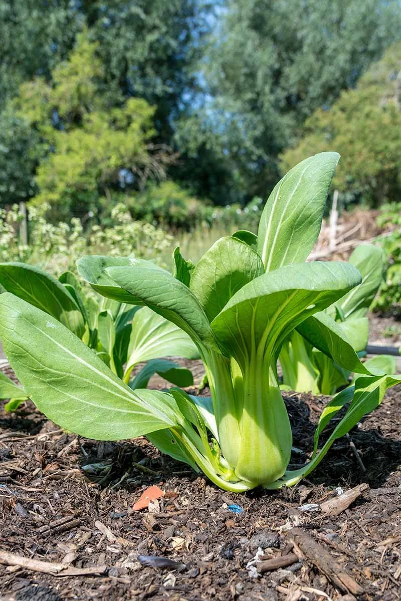 Bok-Choy-in-the-Garden.jpg