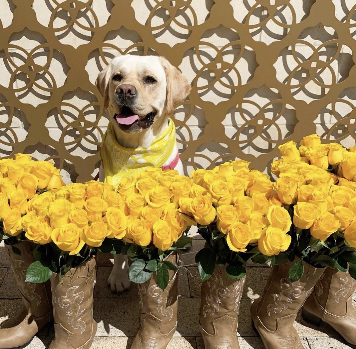 Custom Blooms