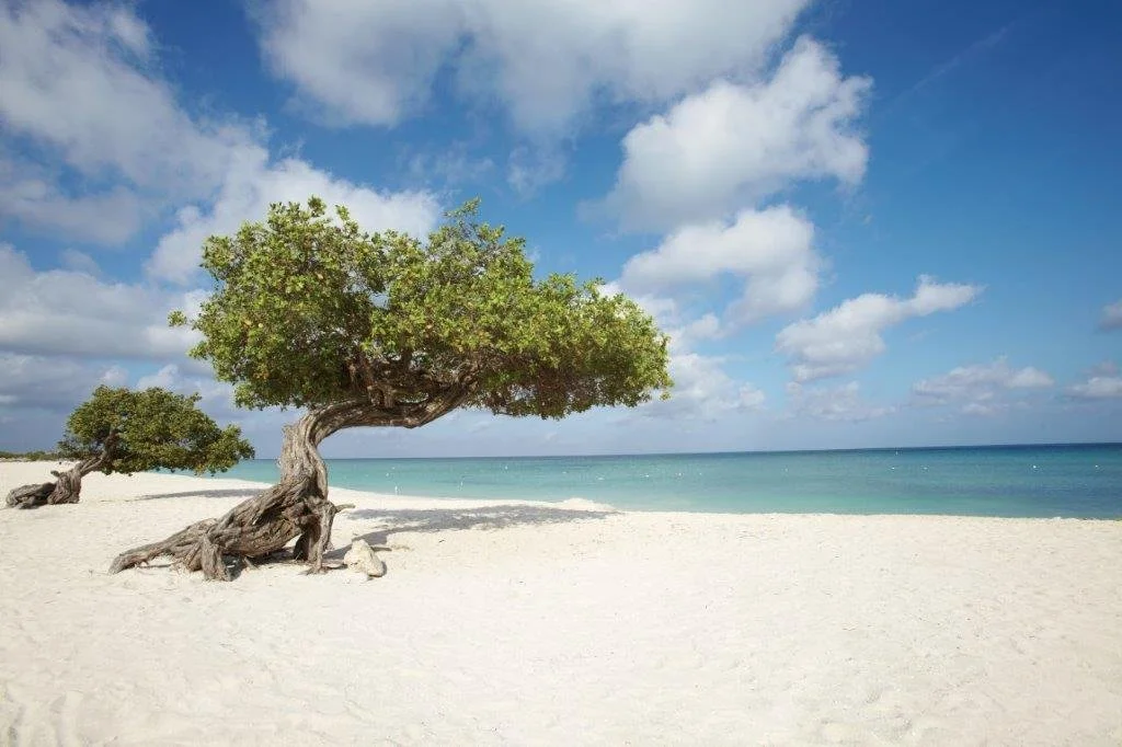 a white sand beach with a top-heavy divi divi tree