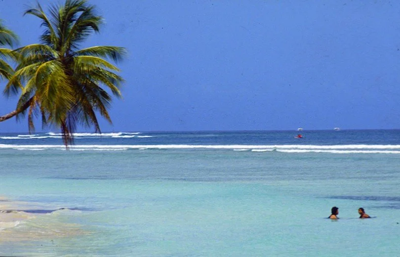 bathers in shallow turquoise sea and a palm crown with 