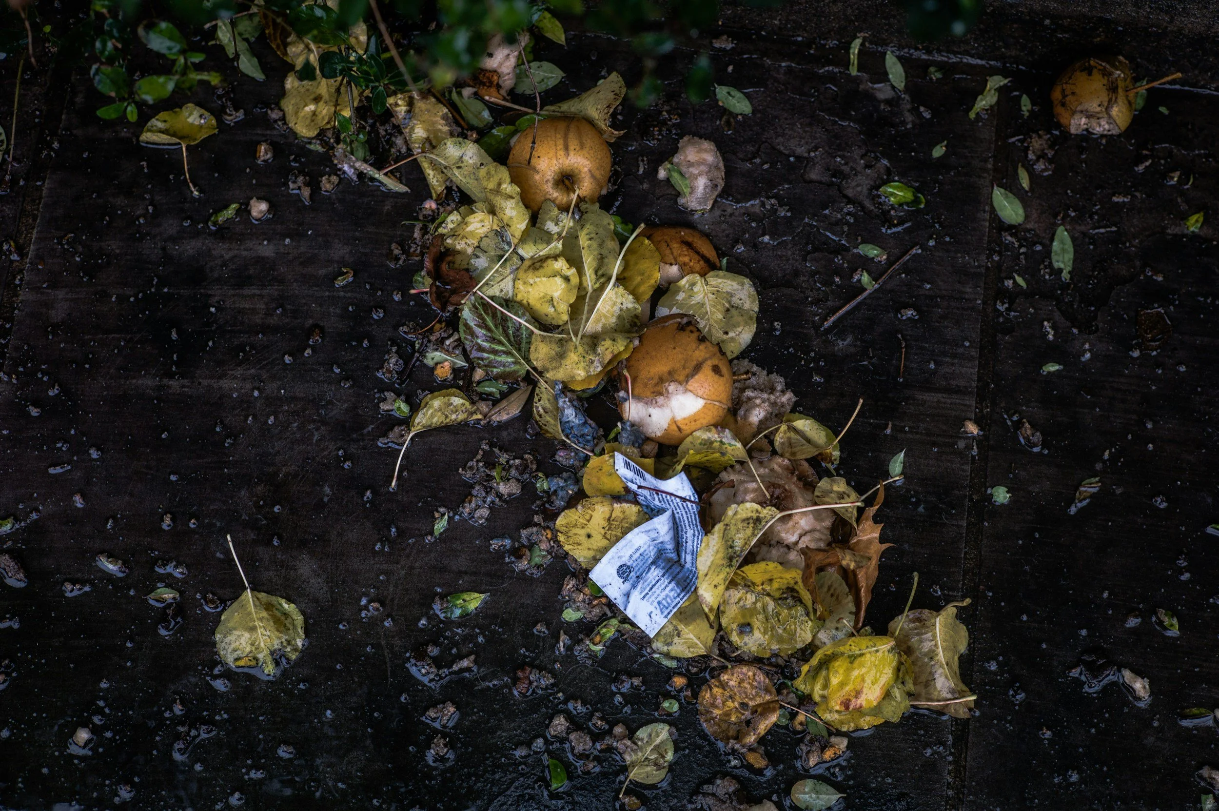 Rotting fruit and leaves