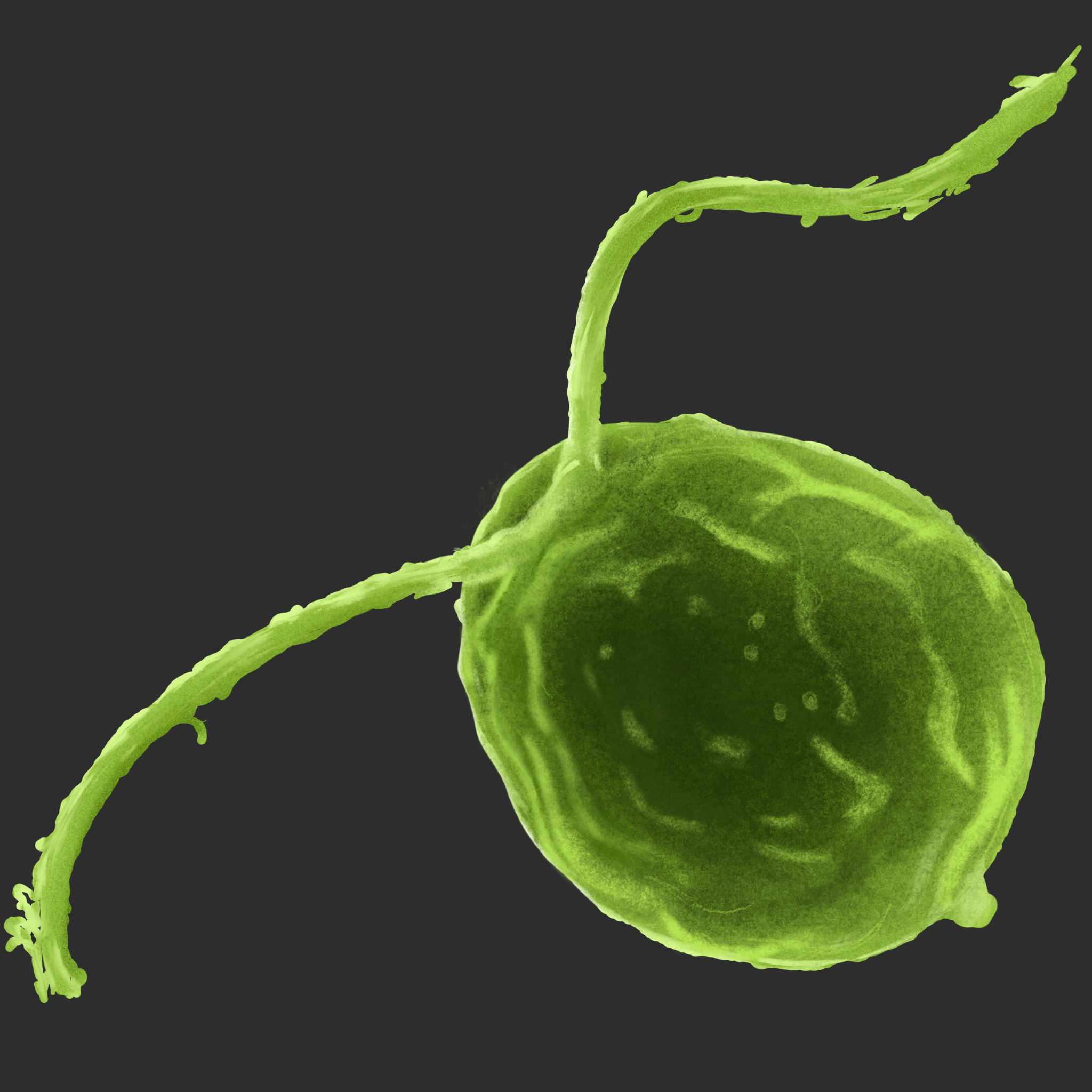 Rory_-_Chlamydomonas_1 2.png