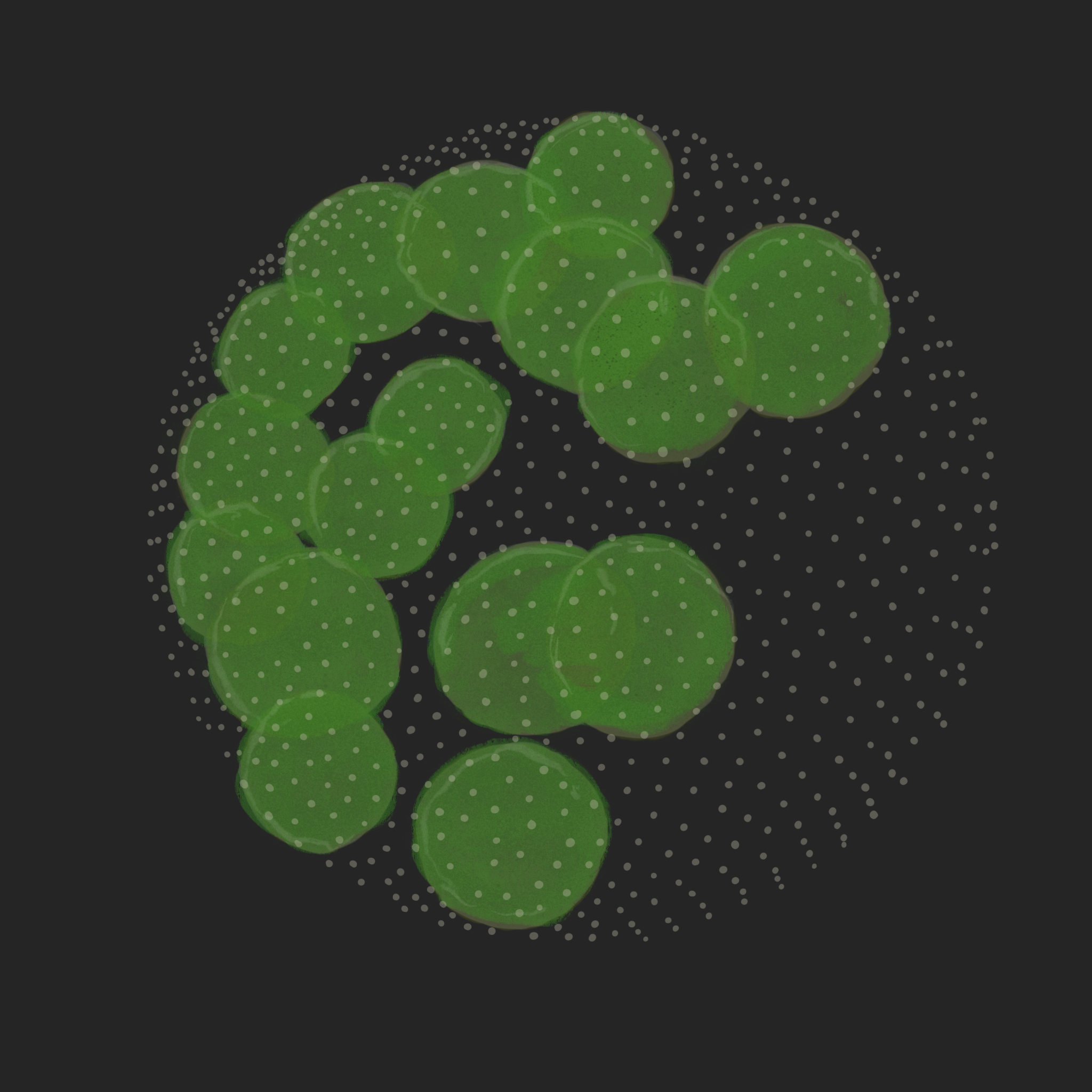 Rory_-_Chlamydomonas_2 2.png