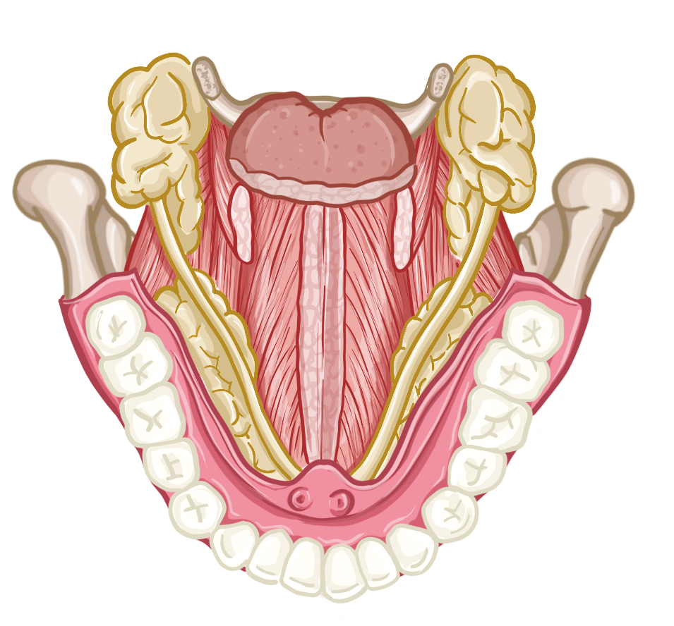 floor of mouth3.png