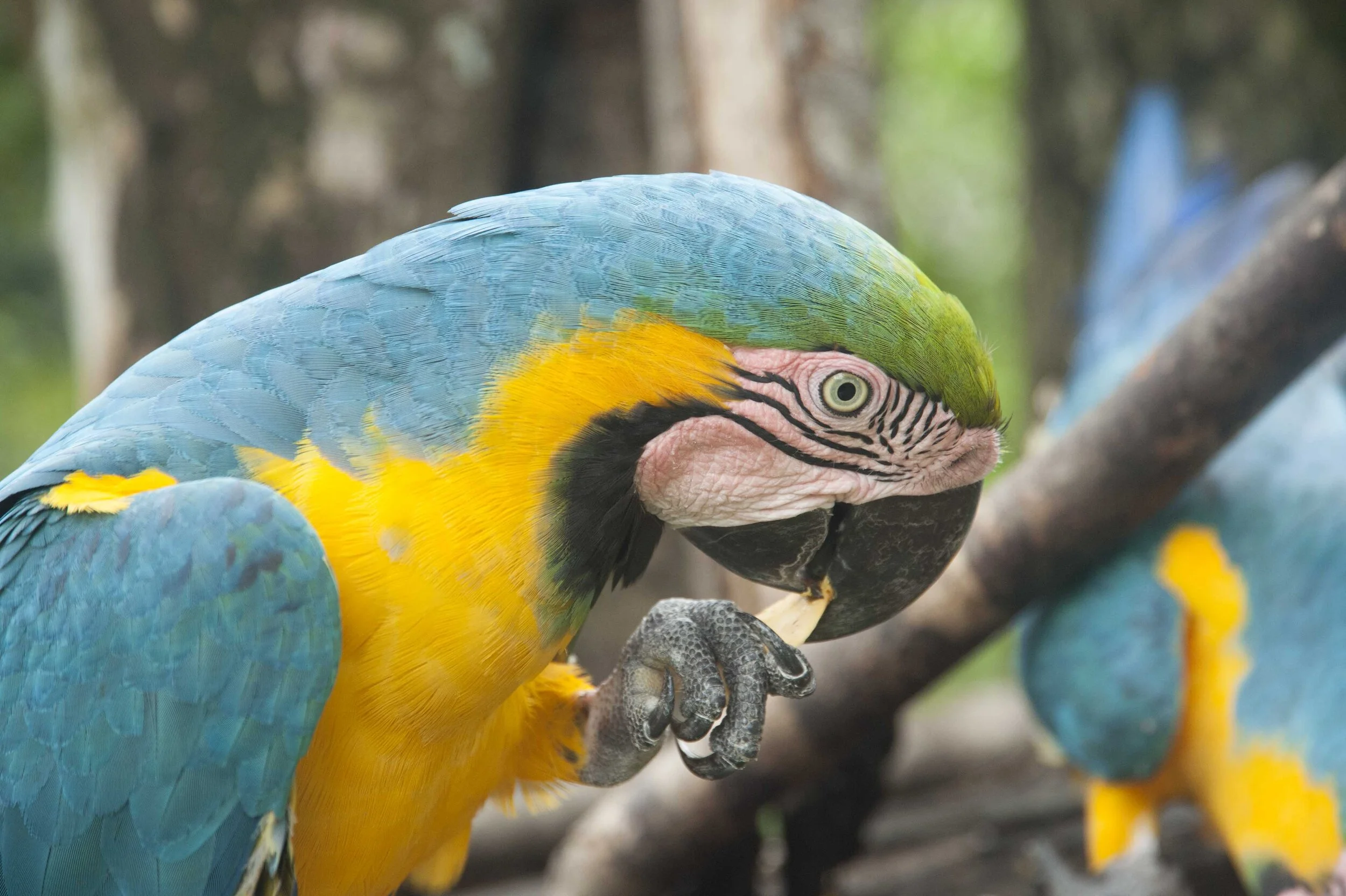 10 macaw.JPG