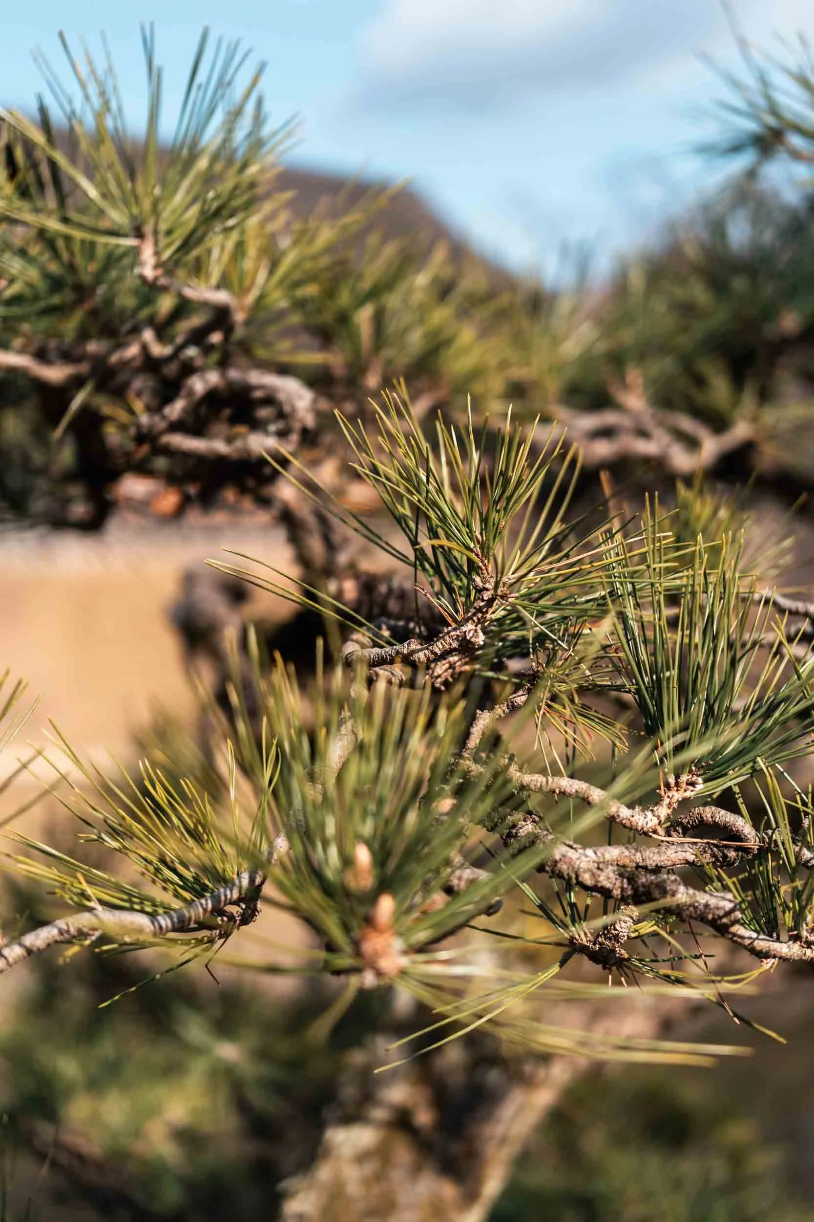 becoming-carmen-travel-guide-japan-okayama-city-korakuen