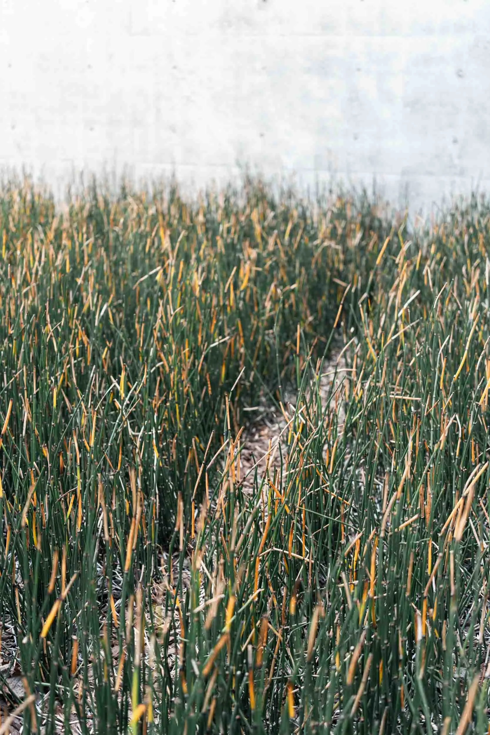 becoming-carmen-travel-guide-japan-naoshima-island-chichu-art-museum-tadao-ando