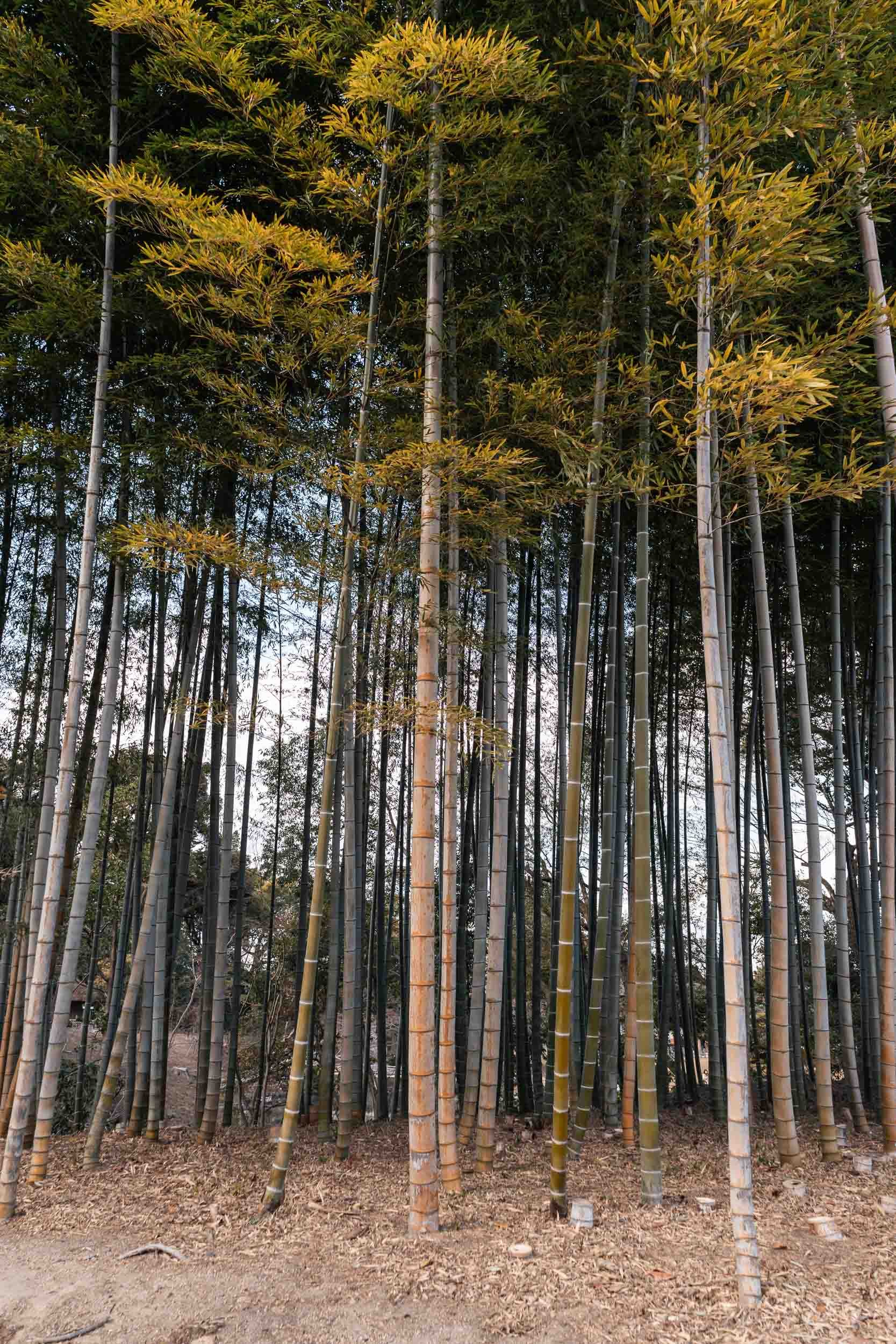 becoming-carmen-travel-guide-japan-okayama-city-korakuen