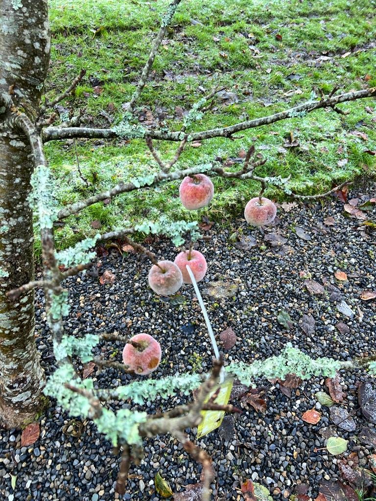 Taste-Wexford-Frosty-Apples-At-Colclough-Walled-Garden.jpeg