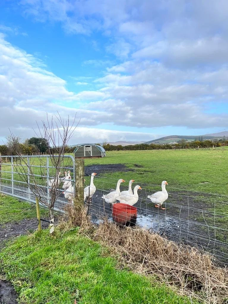 Taste-Wexford-Ducks-At-Comeragh-Mountain-Farm.jpeg