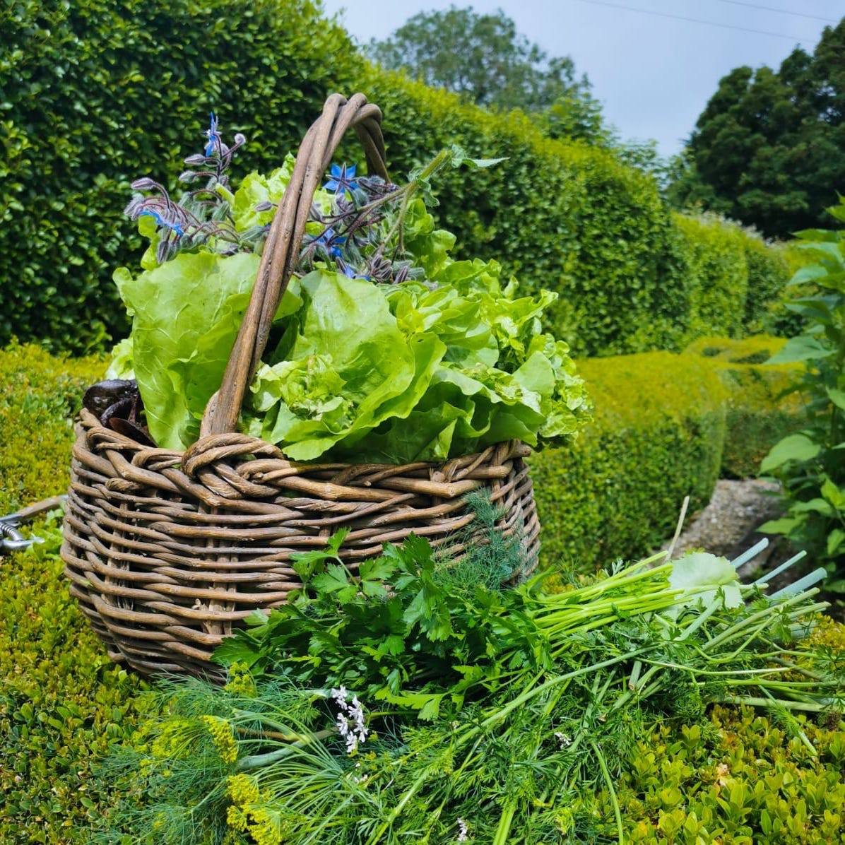 Looking for a day out to learn about growing your own food, with family or friends?

@kilmokeacountryhouse is hosting a guided tour of their gardens, learning how to grow your own food and a delicious Organic Lunch after.

For further details, and to