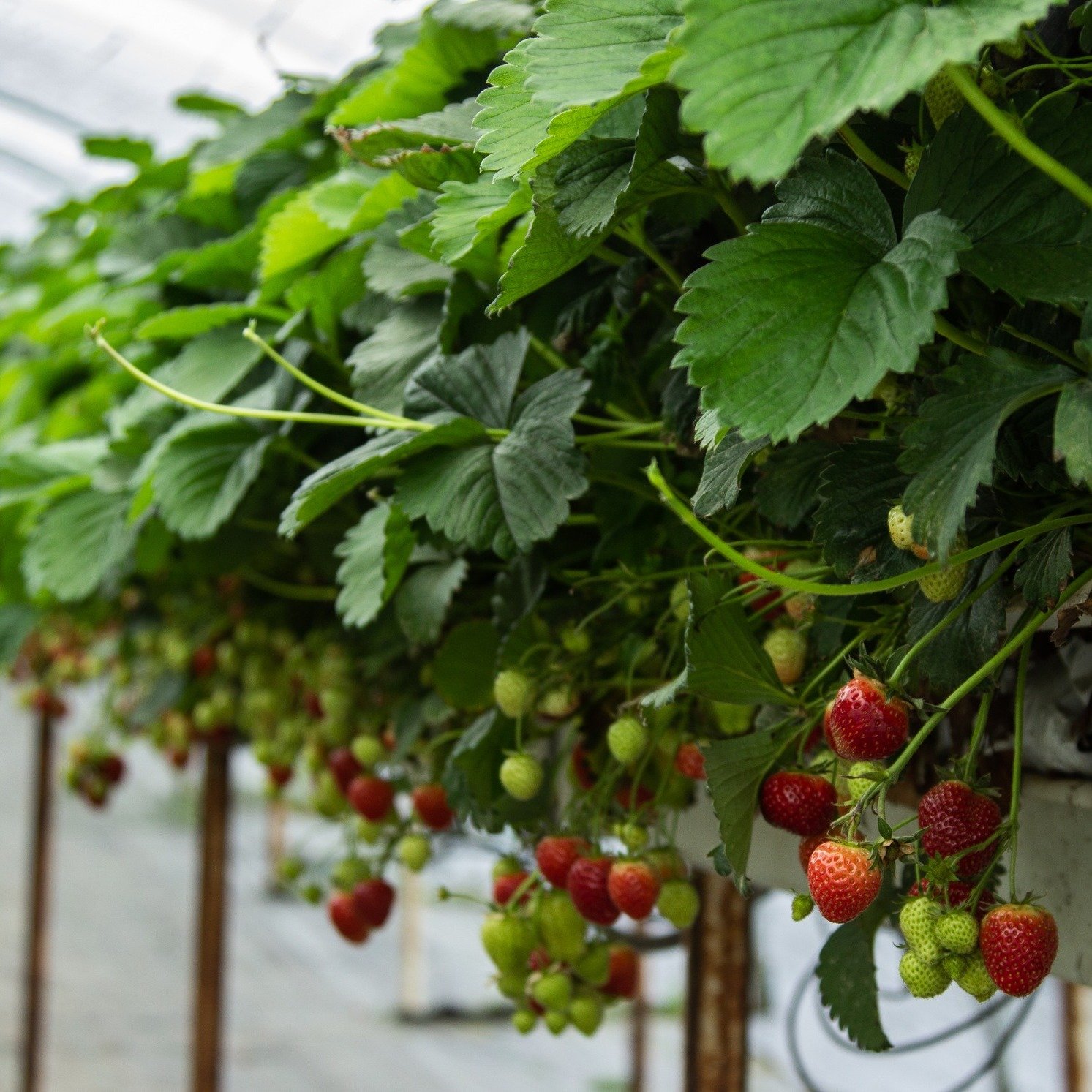 🍓 Strawberry season is soon approaching 🍓

Did you know Wexford is widely known for its roadside huts across the island of Ireland. 🍓

Throughout the year, Wexford&rsquo;s roadside comes alive as farmers and growers park up their colourful huts an