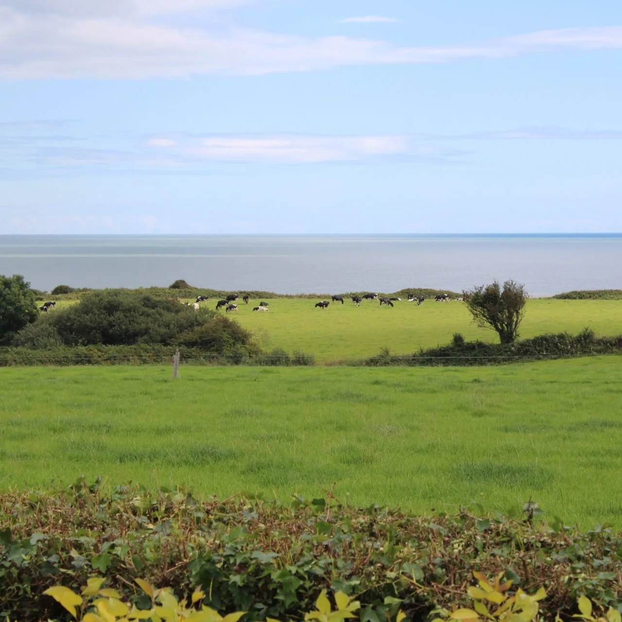 Do you know why Wexford is called the Model County? 🤔

Wexford is known as the Model County of Ireland because it produces some of the best potatoes, dairy, lamb, and organic chicken in Ireland. 🥔🥛🐑🐥

We are also known as the Soft Fruit County a
