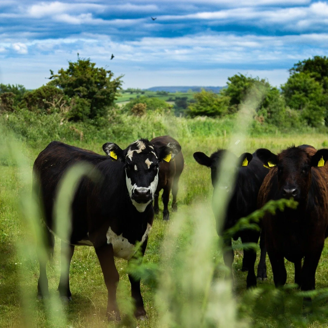 Blue skies over Wexford today - the kind that remind us a new season is beginning.

Across the county, farmers and growers are back in their gardens and fields planting for the season ahead; our tour guides @gallivanting.ie and @anthonyotoole_ are pr