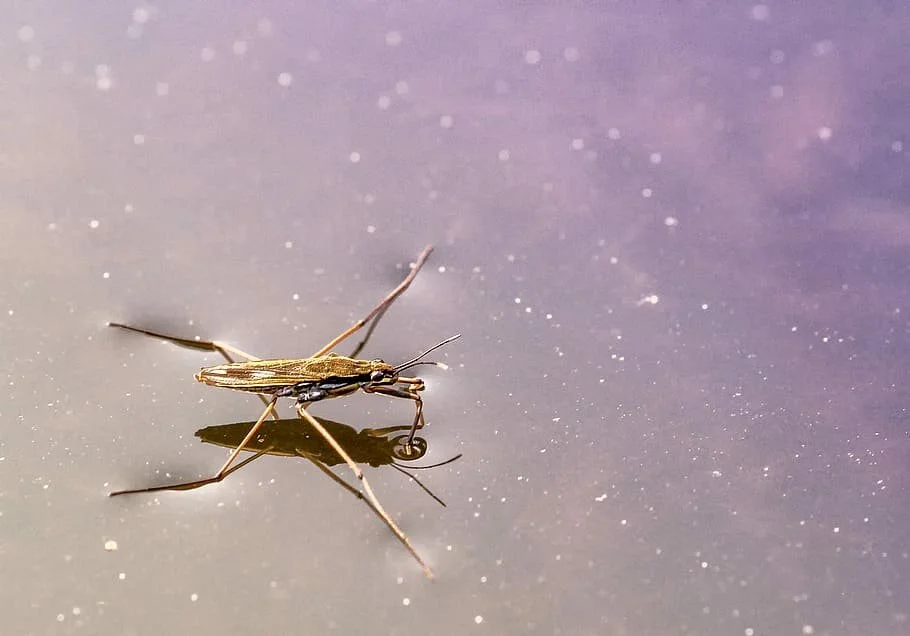 Surface Tension allows the water glider to stay afloat