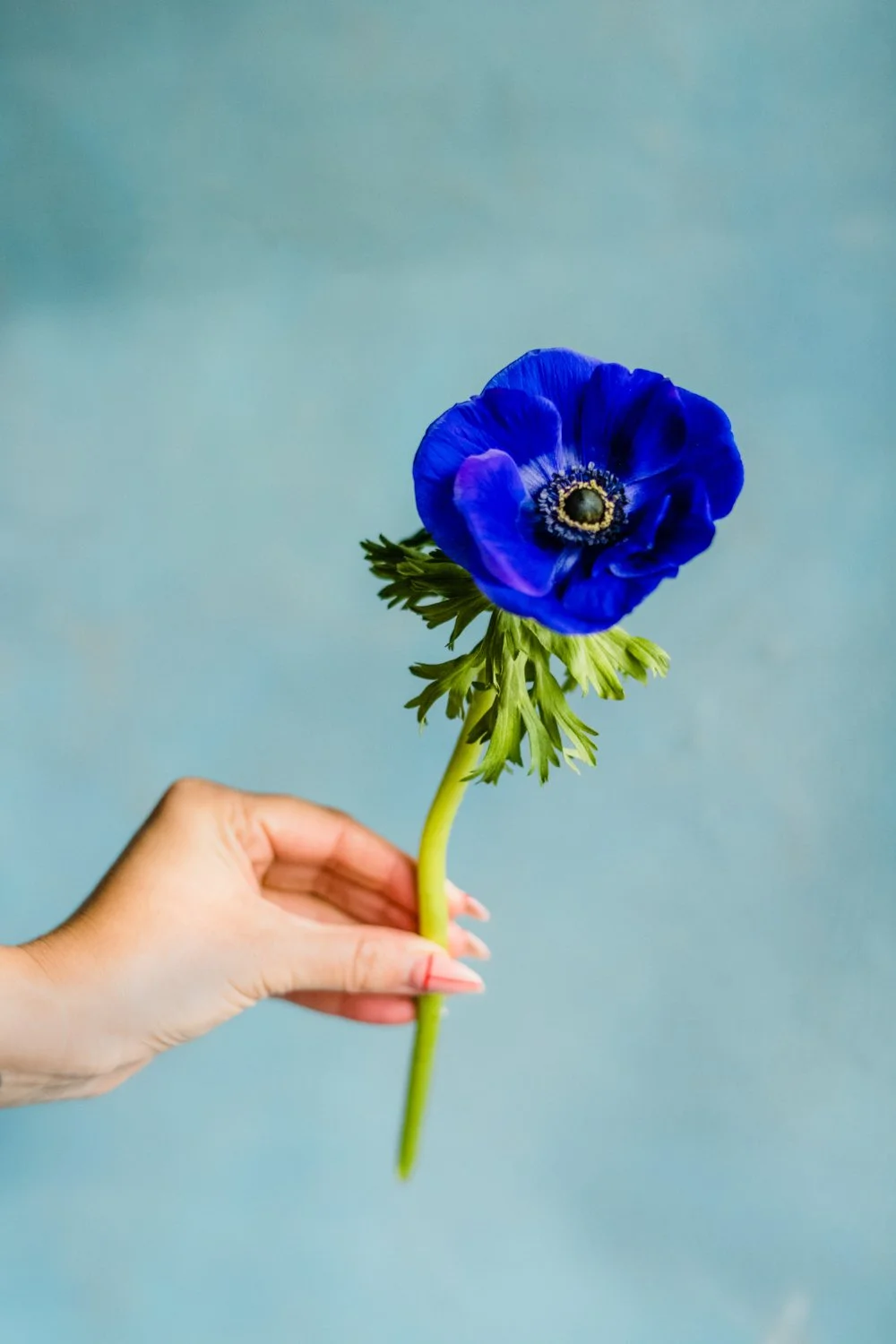 nashville-still-life-flower-photographer-15.jpg