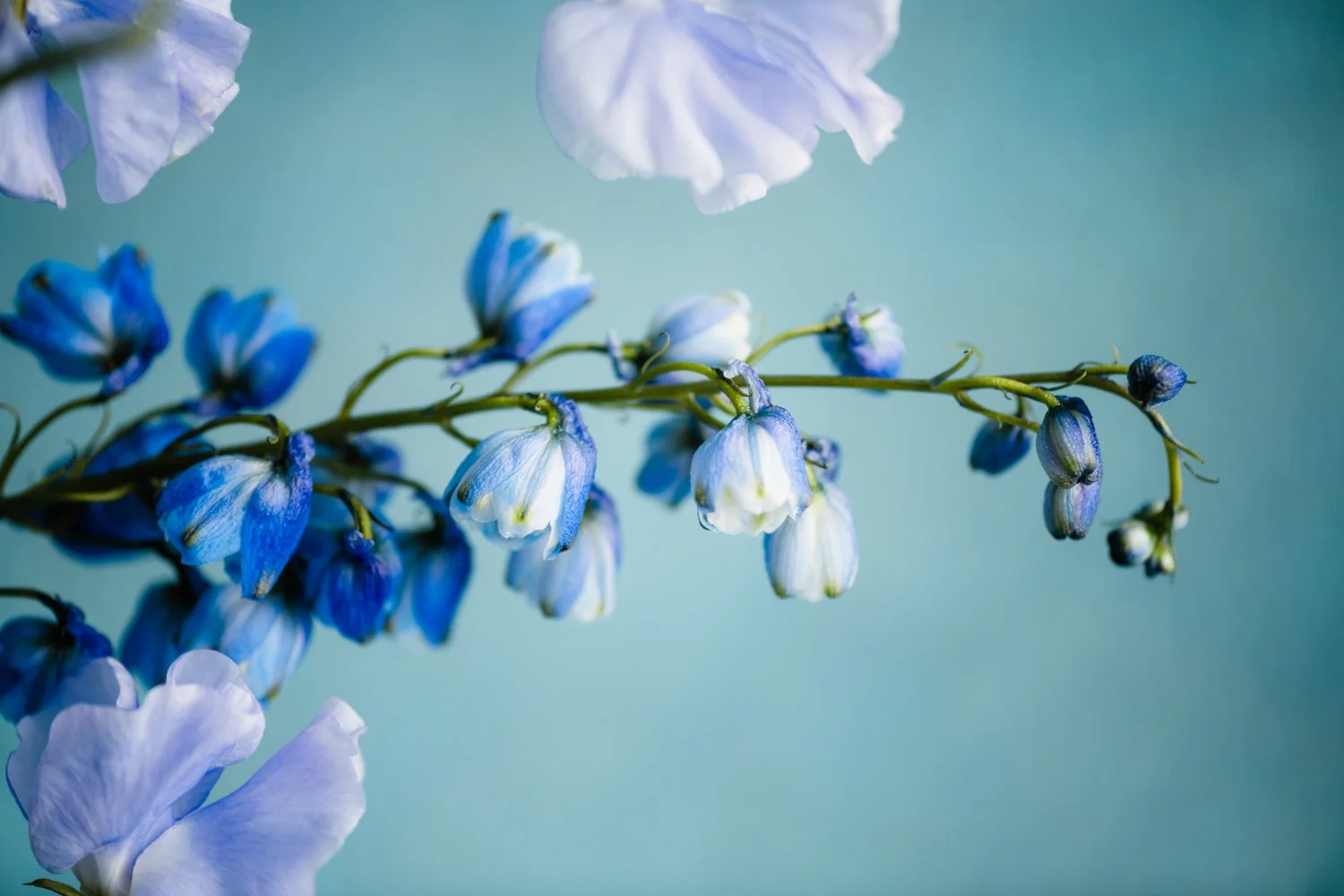 nashville-still-life-flower-photographer-13.jpg