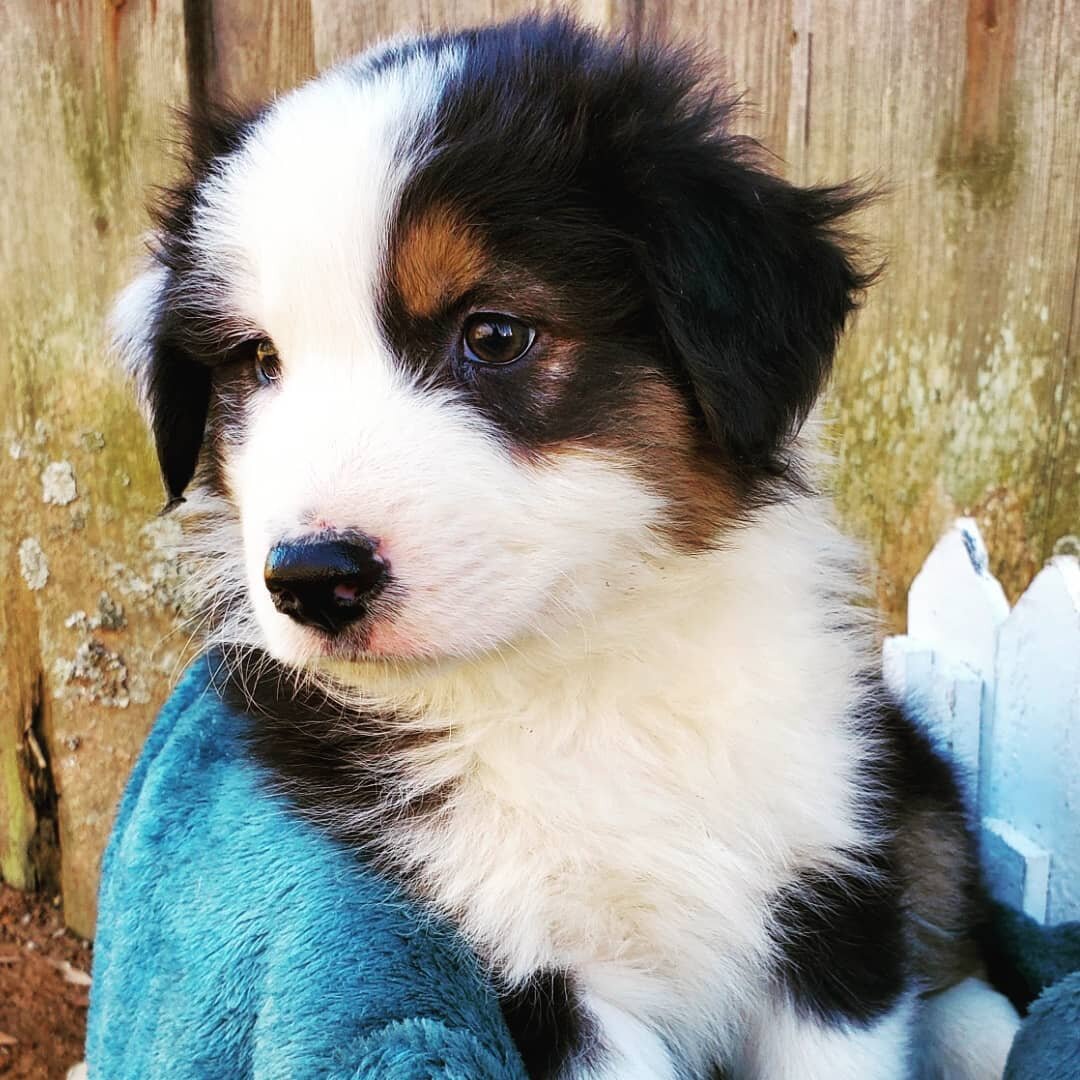 Meet Ringo! 💙  He was the very first one to be picked up and his new family said they are in love🥰 

#dixieXvader 
#blacktriaustralianshepherd 
#tripleaaussiesnc 
#aussiesofinstagram