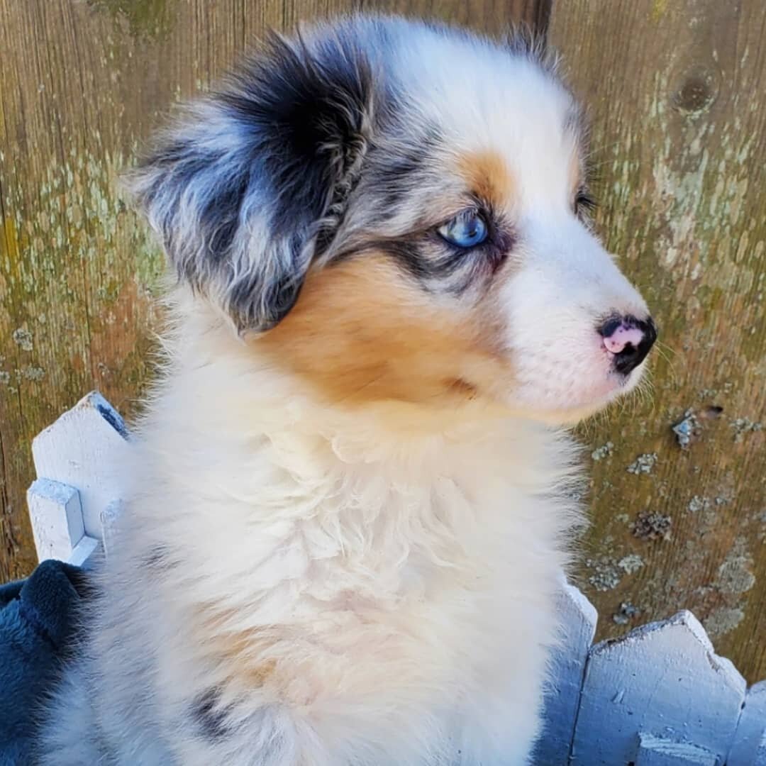 Meet Luna💞  her new family drove down from long Island NY right after Christmas to pick her up. Her new family said she is loving the snow and doing great!

#tripleaaussiesnc 
#bluemerleaussies 
#dixieXvader 
#aussiesofinstagram