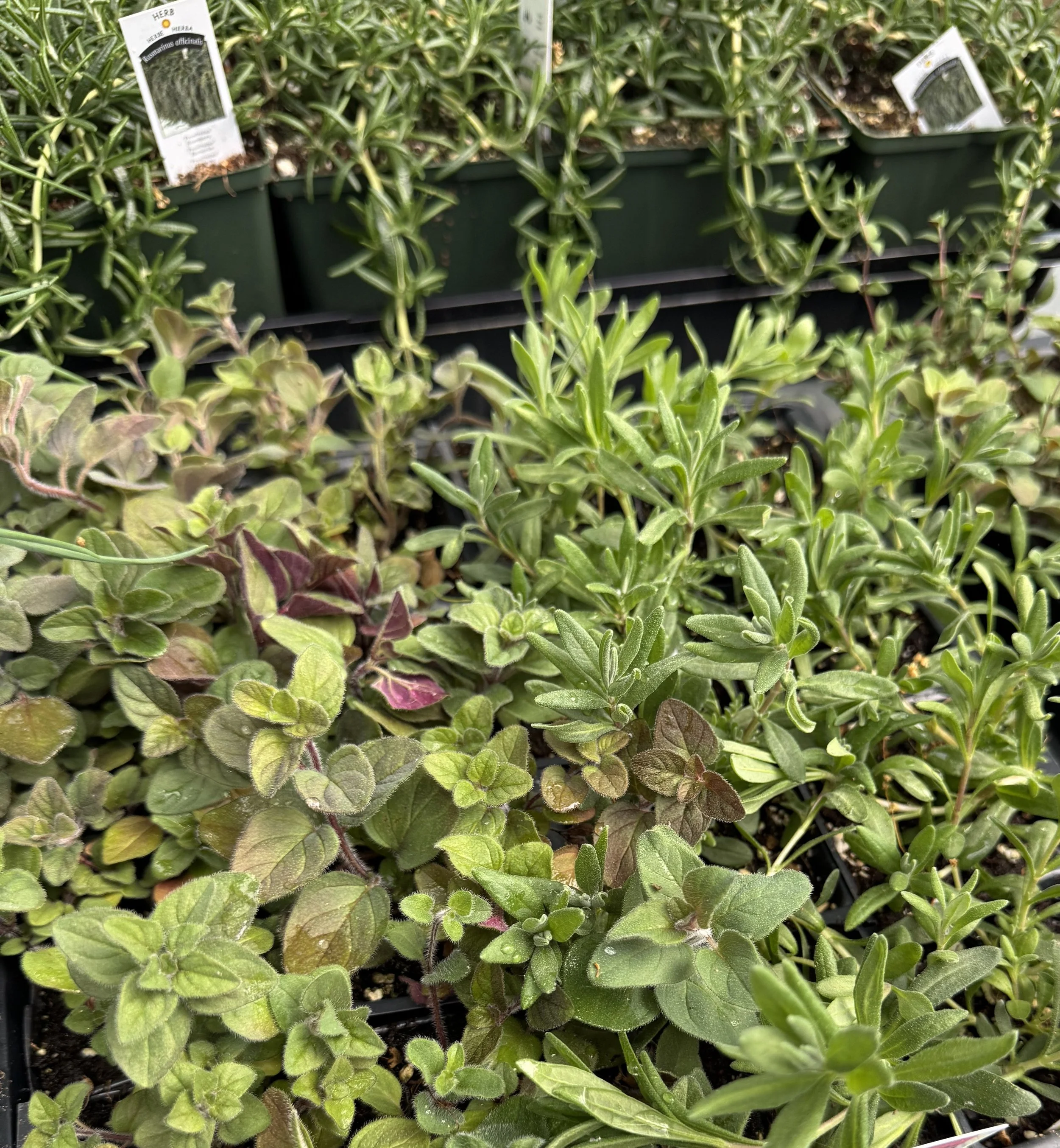 Parsley, Sage, Rosemary, and Thyme - Learn About Culinary Herbs and Plant Your Own Mini-Planter Work