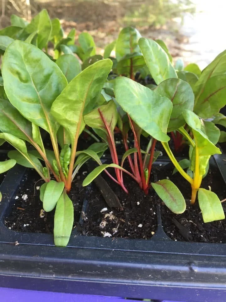 Start Your Own Edible Garden Seedlings Workshop - Warm Season Seedlings