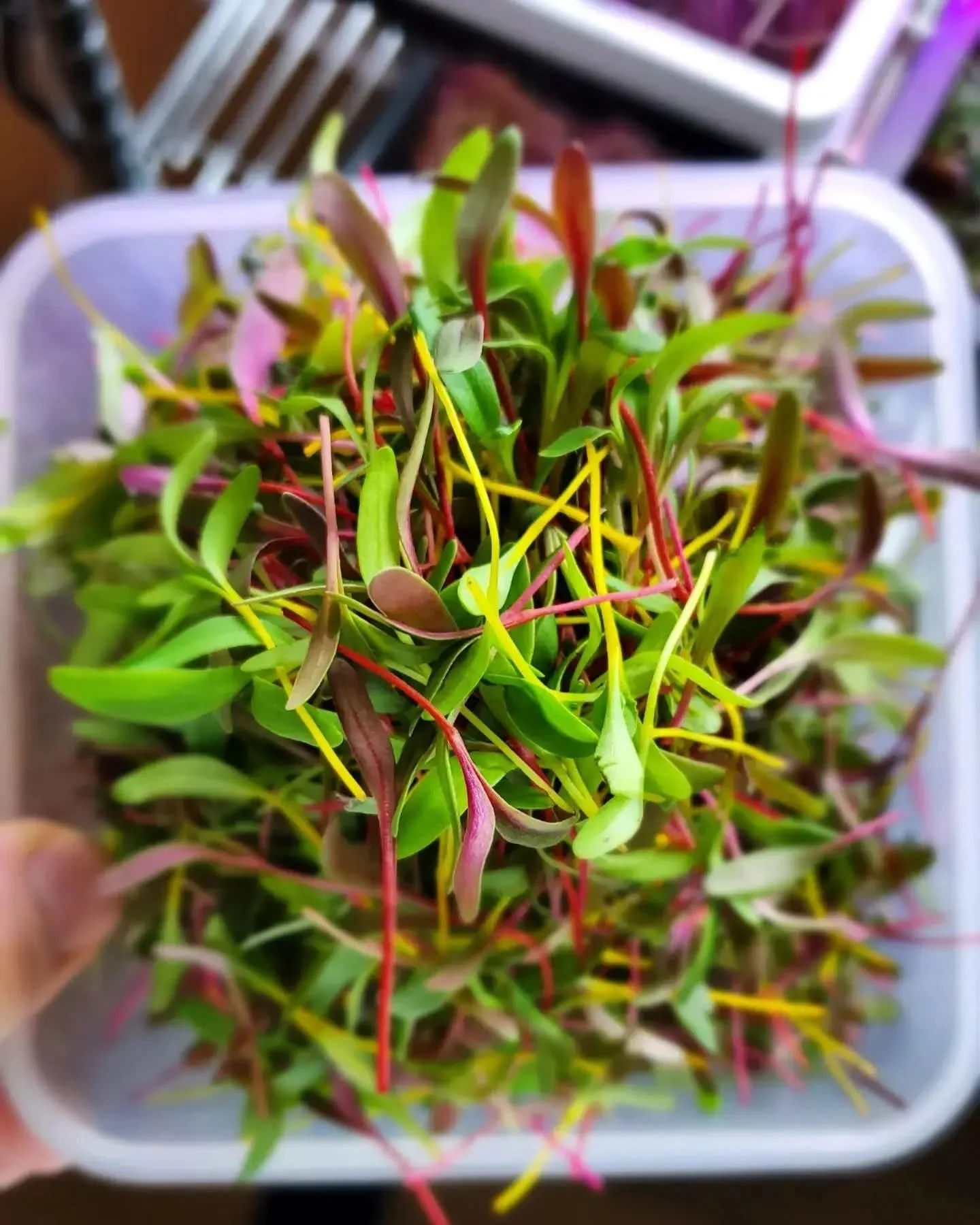 Indoor Growing with Microgreens Workshop - Nutritious Food in a Small Space