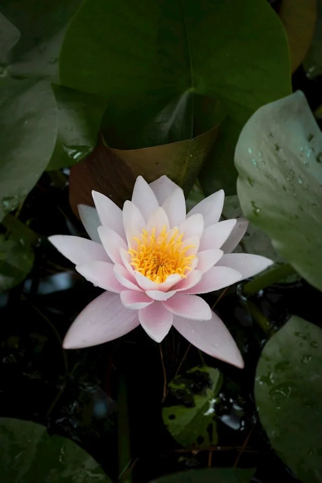 śrī: Auspiciousness