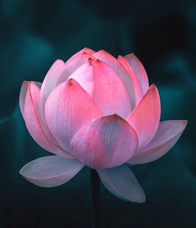 śrī: beauty