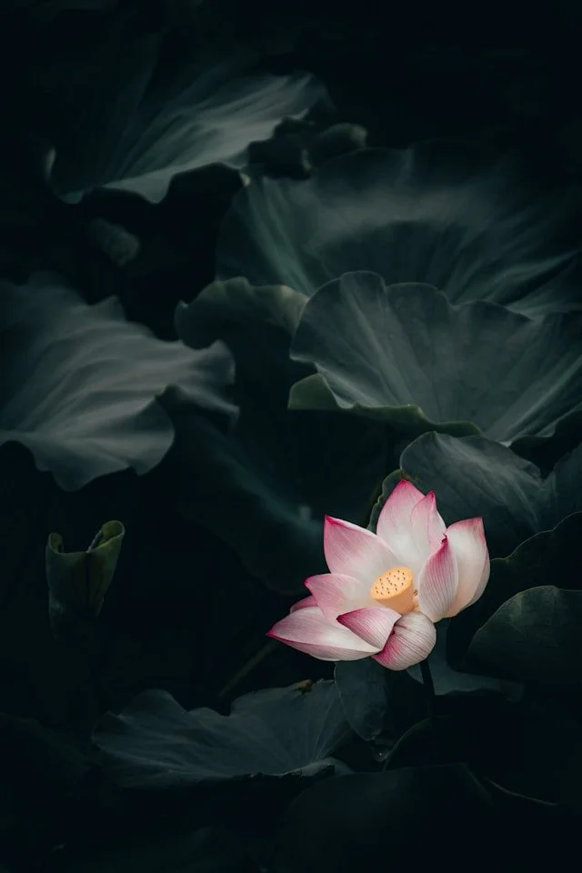 śrī: sacredness