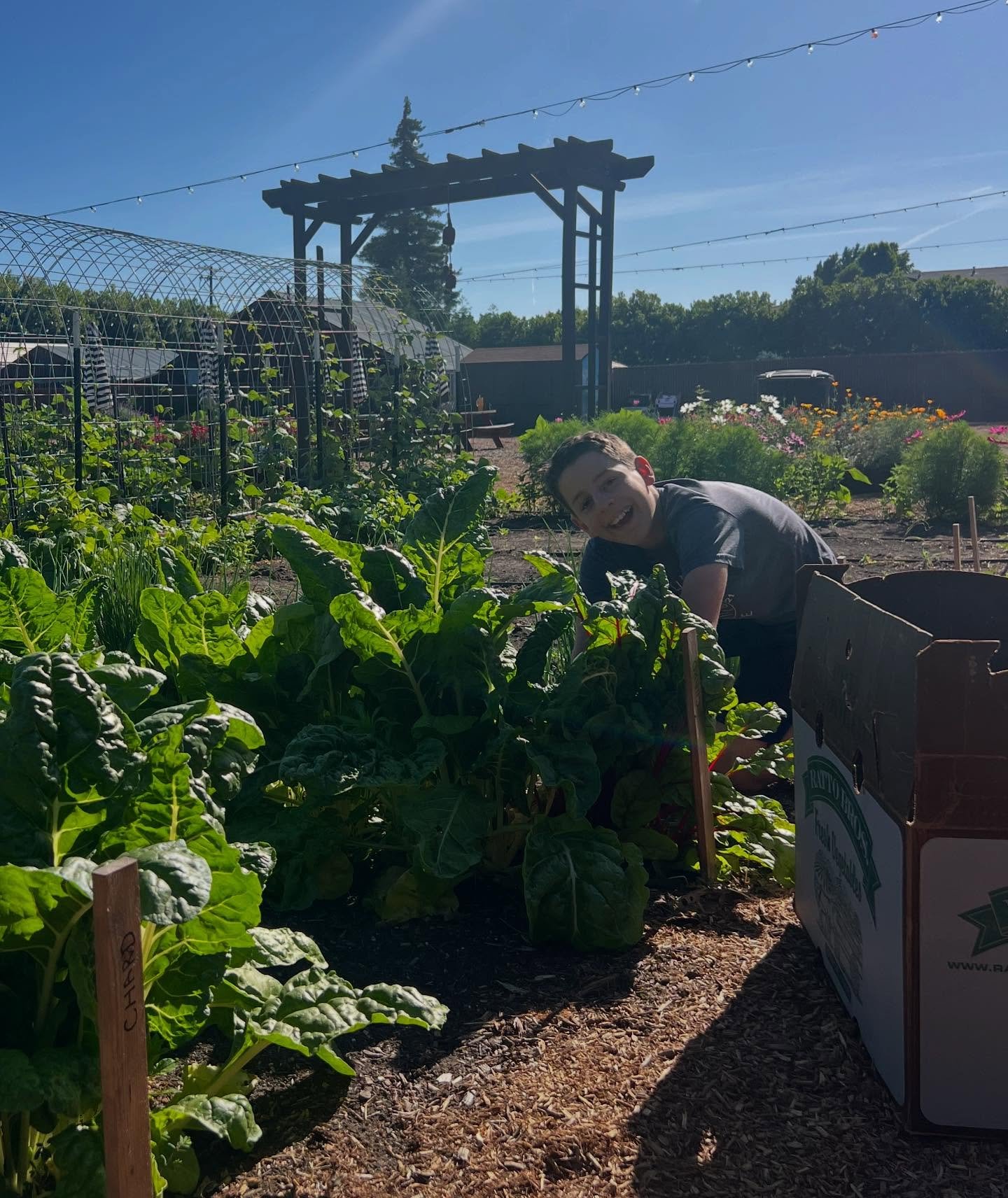 📣You guys have been asking!! We are excited to welcome you to drop in and help in the garden, every Tuesday morning in June and July from 9:00 am-11:00 am. 

☀️Come hang out in the garden with us and help harvest produce for donation to our partner 