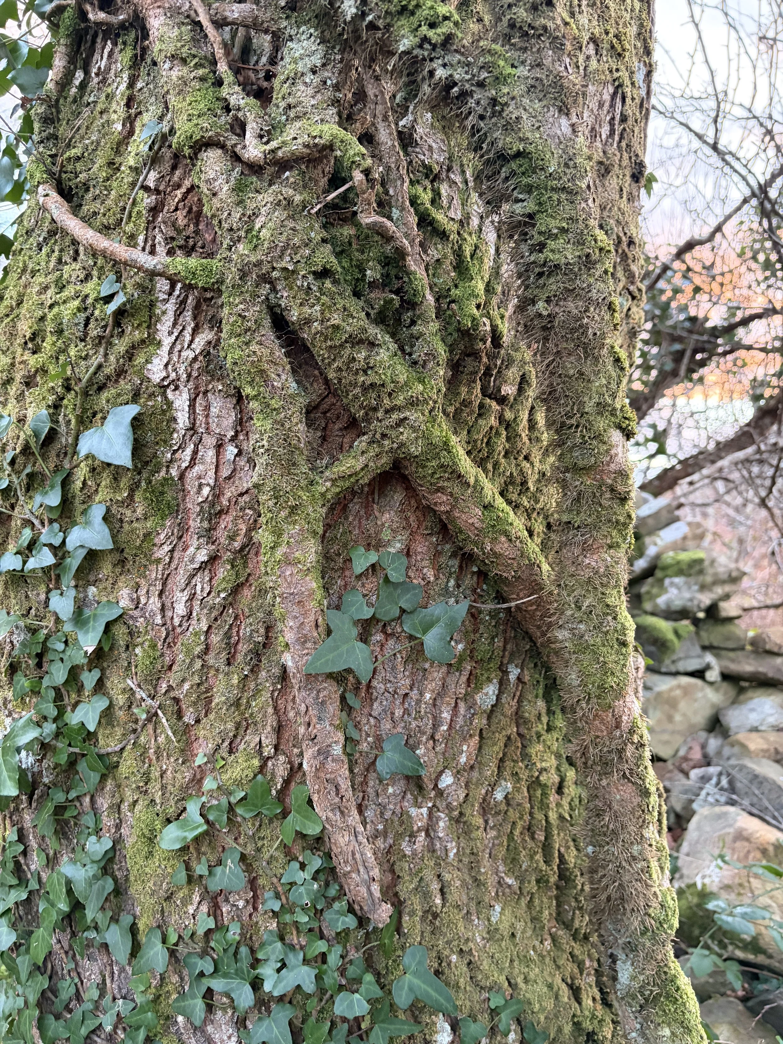 Augury &amp; The Irish OMEN Days