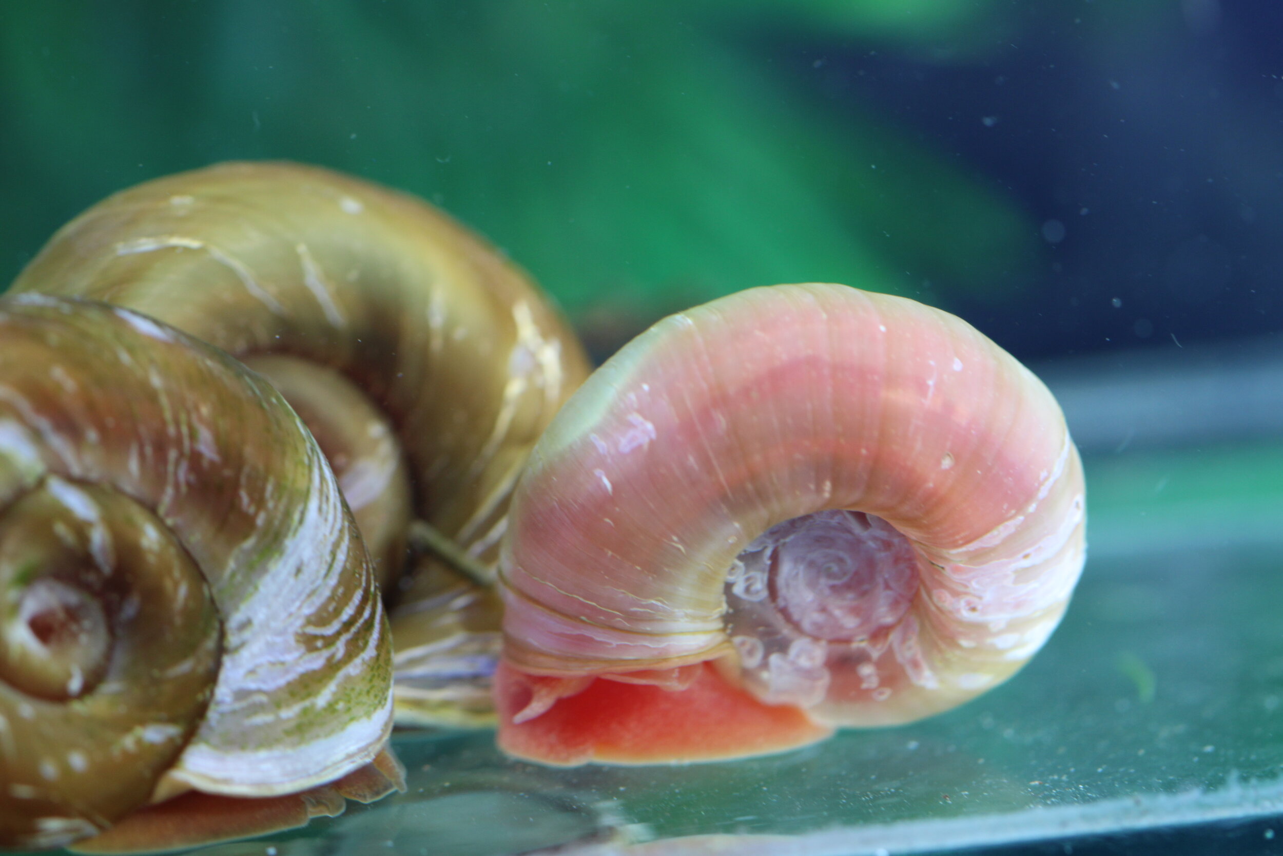 Red Ramshorn Snail — Endler Ark - Buy Endlers Livebearers Online