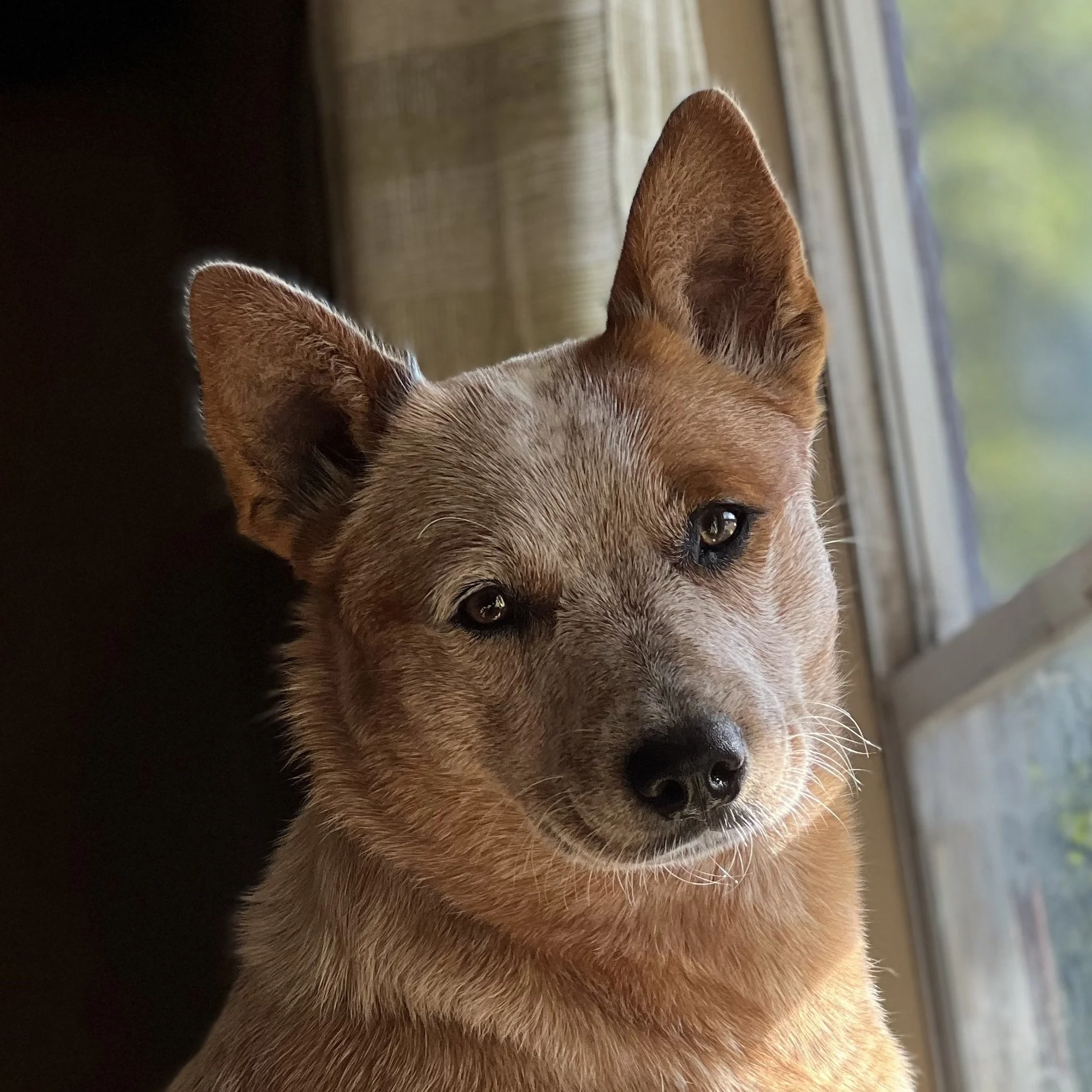 General 2 — Greenbrier Kennel