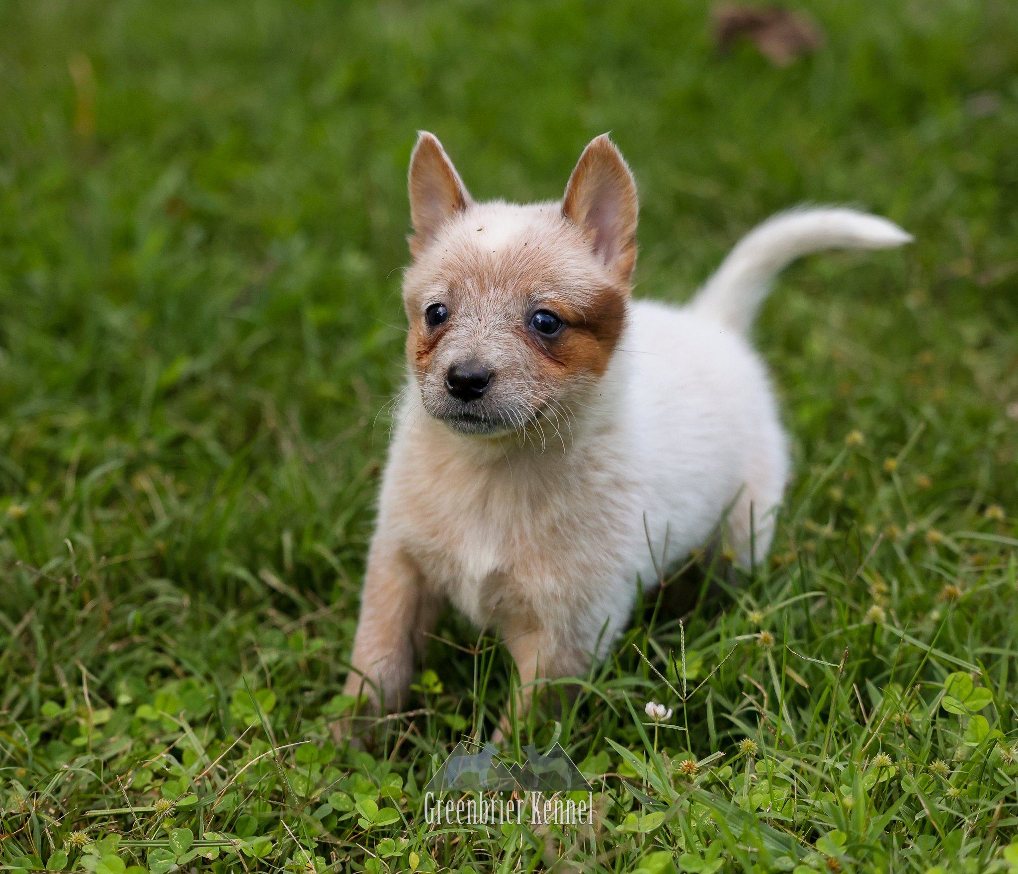 General 2 — Greenbrier Kennel